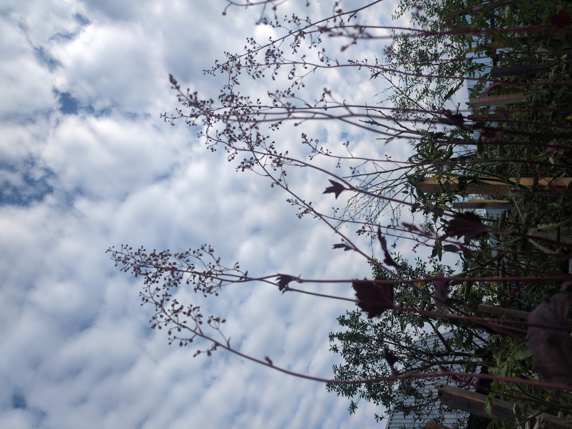 In Kulebaki, Russia, this image captures a low-angle view of silhouetted dry plant stalks against a cloudy sky. The plants are thin and have small, dark buds or seed heads. Some dark leaves are visible on the stalks. In the background, out-of-focus trees and green foliage are present, along with a corrugated metal fence and wooden stakes, suggesting a garden or yard. The sky is partly cloudy, with patches of blue visible through the white clouds.