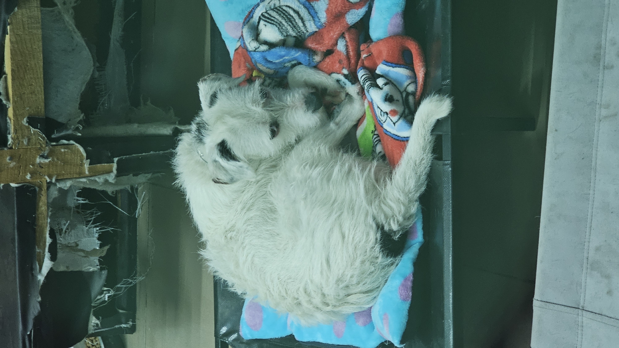 A white dog with black markings is sleeping on a colorful blanket. The dog is curled up in a black dog bed. The background includes damaged furniture and a dirty, possibly canvas-covered object. The location is San Bernardino Tlaxcalancingo, Mexico.