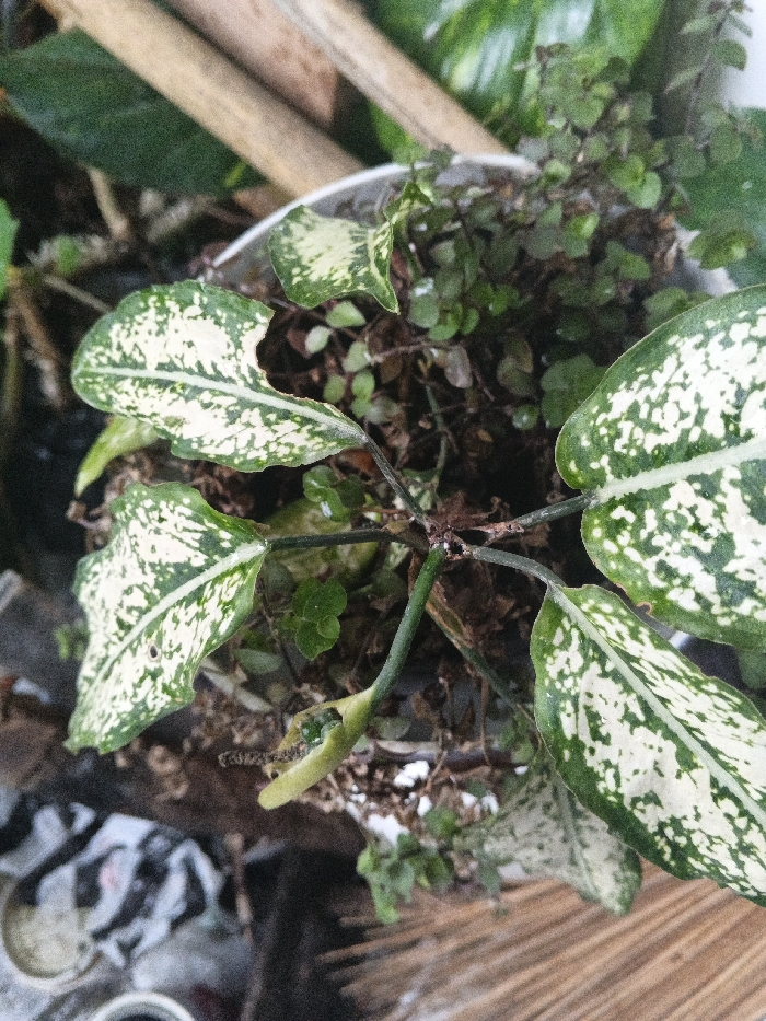 An overhead photograph details a variegated plant potted in a white container, located in Pacet, Indonesia. The primary subject is a plant, likely a Dieffenbachia species, exhibiting large, ovate leaves patterned with dark green and irregular white or cream-colored speckles. One leaf in the upper left quadrant presents a notable crescent-shaped tear on its edge. Within the white pot, smaller dark green plants, some appearing desiccated, occupy the soil surface. The background is defocused, revealing green foliage and two horizontal light brown wooden poles, consistent with bamboo, in the upper portion. The lower background contains indistinct objects, including crumpled white and black material on the left and a textured, brownish, fibrous surface on the right. Ambient lighting illuminates the scene.