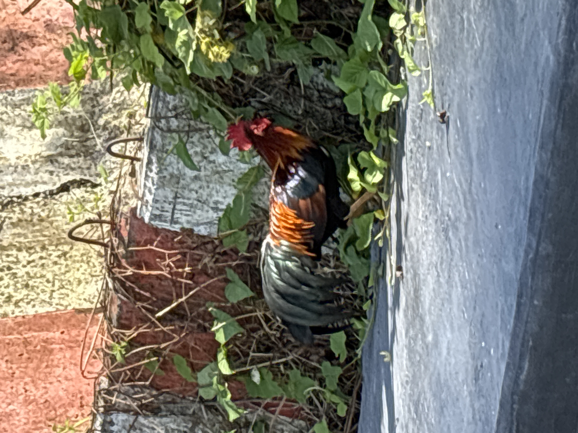 A rooster stands in a planter on the side of a building in บ้านบางรักษ์, Thailand. The rooster has dark black and red feathers. The planter is made of brick, and there are metal bars holding the bricks together. The planter is overgrown with ivy. A gray building wall is visible on the right.