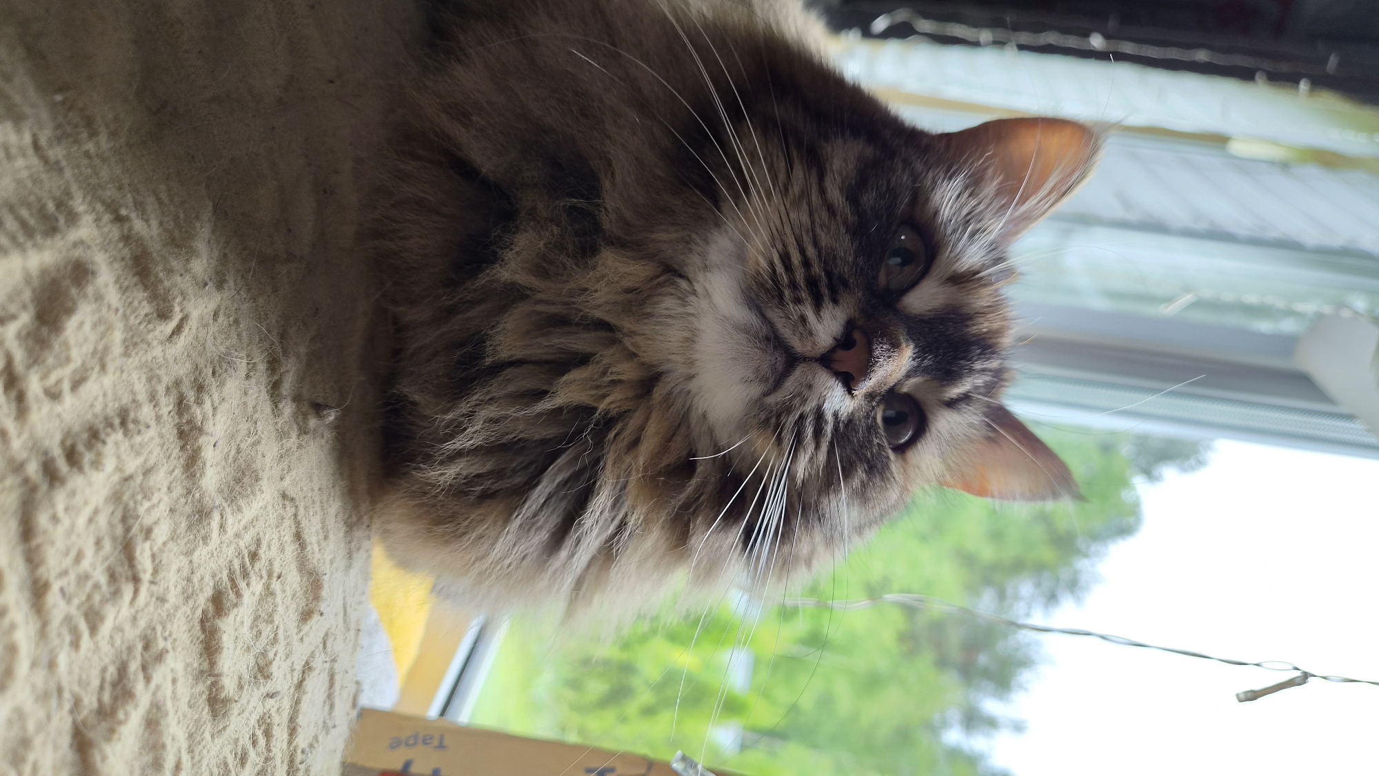 A close-up, medium shot photograph shows a fluffy brown and gray tabby cat looking down at the viewer from an elevated position. The cat has long whiskers and pointed ears. Behind the cat, through a window, is a view of green trees and a white sky. The bottom of the frame shows part of a light brown, textured surface. "Tape" is printed in blue lettering on what appears to be a cardboard box in the very bottom left corner of the shot. The photo may have been taken in Timokhovo, Russia, but there are no clear geographical or contextual clues to confirm this.