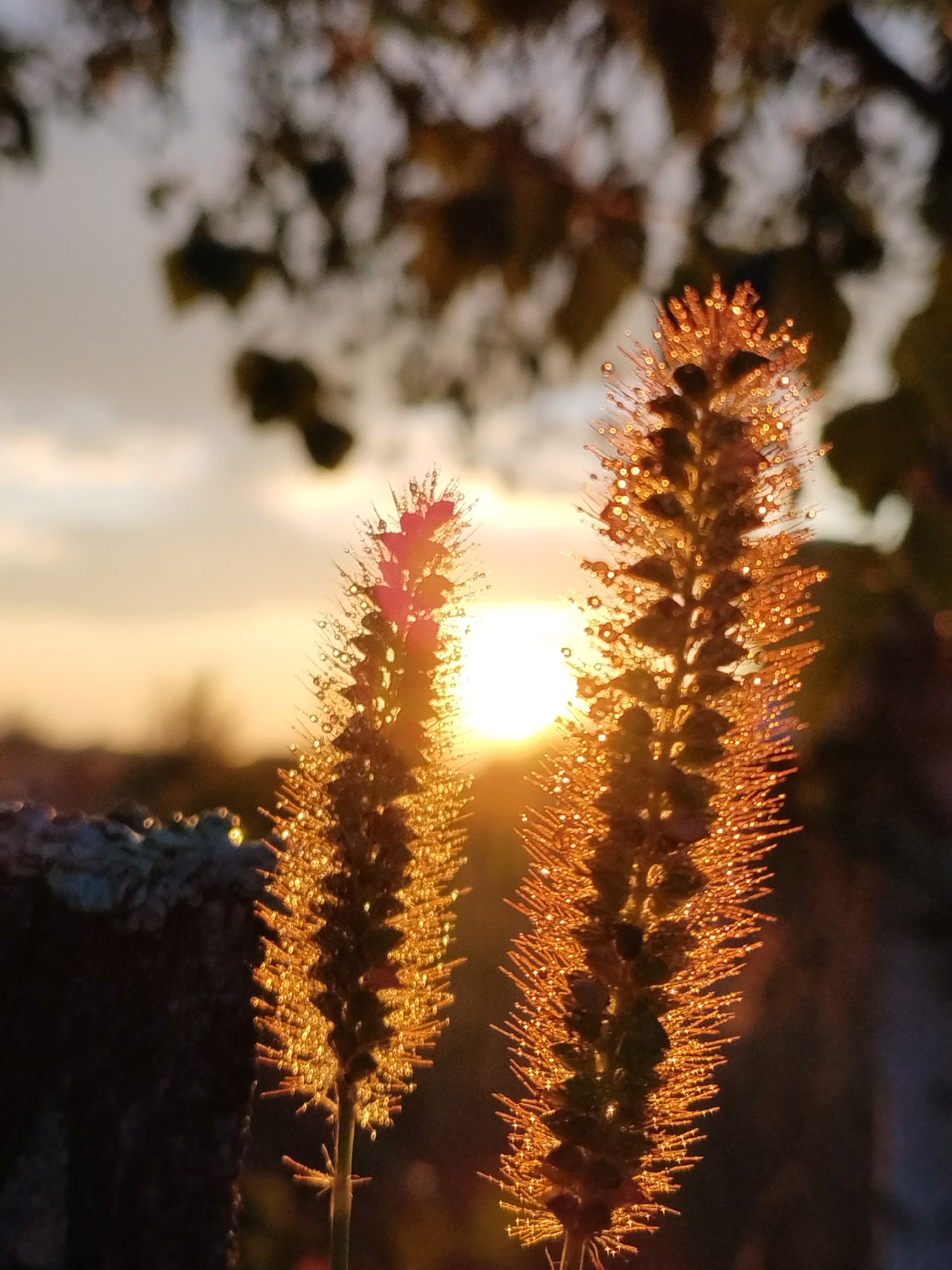 The image captures two foxtail grass seed heads silhouetted against a setting sun. The grass is illuminated by the warm golden light, with dew drops on the seed heads catching the light and creating a sparkling effect. The background is blurred, showing a hint of foliage and the sky transitioning from a pale yellow to a soft orange. A dark, textured object, possibly a stone wall or concrete structure, is visible on the left side of the frame. The scene evokes a peaceful and natural atmosphere at dusk.