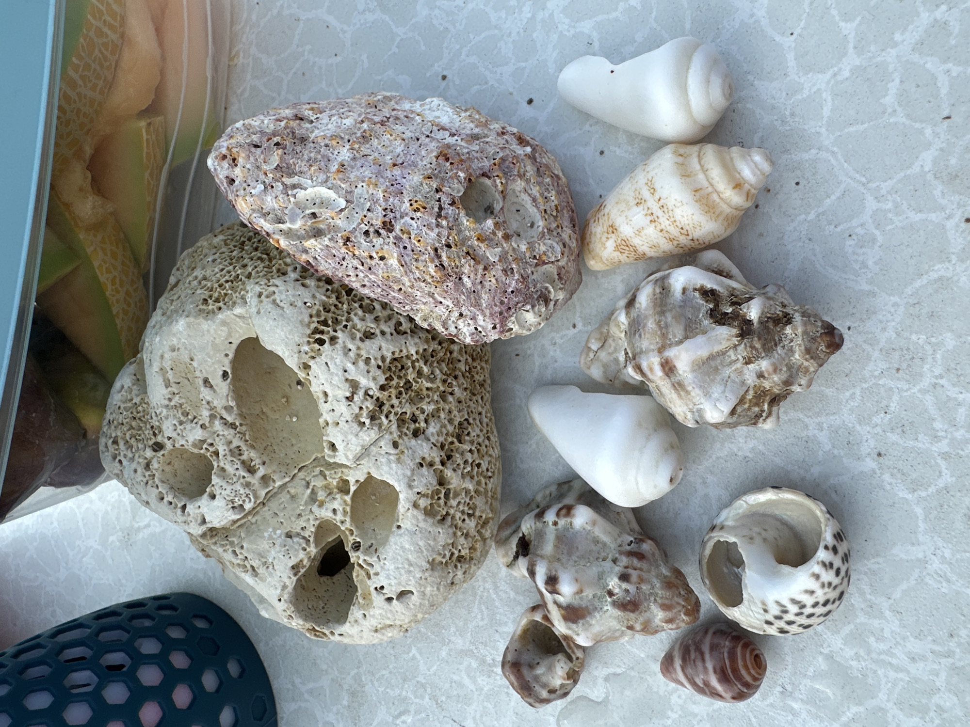 A collection of seashells and coral is displayed on a textured, light-colored surface. The largest object is a light-colored, porous piece of coral with several large cavities. To its right is a elongated, reddish-purple shell with similar porous texture. Arranged in front of these are smaller shells of various shapes and colors, including spiral shells, cone shells, and some that are broken. The surface they are on has a white, cracked pattern. In the upper left corner, a dark teal, hexagonal-patterned object is partially visible. In the upper right corner, a clear plastic container filled with sliced fruit, likely cantaloupe, is also partially visible. There are no people or animals present in the image. The scene appears to be set outdoors. The objects are arranged in a still life composition. There is no indication of a specific location in Haifa, Israel, or any city.
