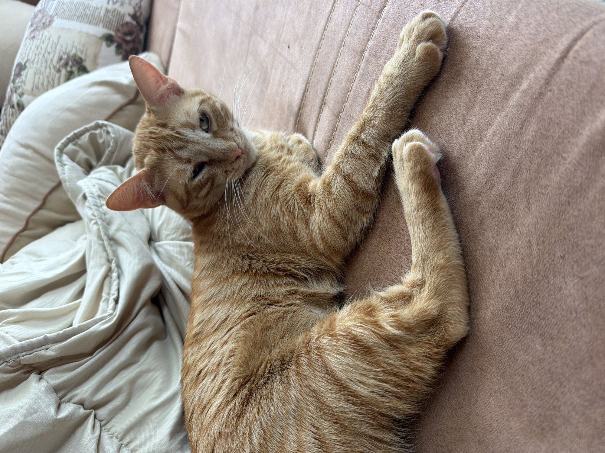 The scene depicts an adult orange tabby cat resting indoors on an upholstered surface. The cat's fur is ginger with discernible mackerel tabby stripes along its body and limbs. Its right eye (viewer's left) is partially closed in what appears to be a relaxed or winking expression, while its left eye (viewer's right) is slightly open, revealing a greenish iris. The cat's nose is pink, and white whiskers extend from its muzzle. It is lying with its front paws extended forward.
The upholstered surface beneath the cat is a light brown or dusty rose color, possibly a bed or sofa, featuring subtle horizontal stitching patterns. In the upper left background, a light beige or cream-colored crumpled blanket or duvet is visible, showing a slight sheen characteristic of satin or silk-like material. In the upper right background, two decorative pillows are present: a cream-colored pillow with a brown piped edge, and behind it, a second pillow with a faded floral pattern depicting roses and possibly script on a light background. The specific location within the city of Varna, Bulgaria, cannot be determined from the visual content of this image. No people or other subjects are visible. The ambient light appears natural, suggesting a daytime setting.