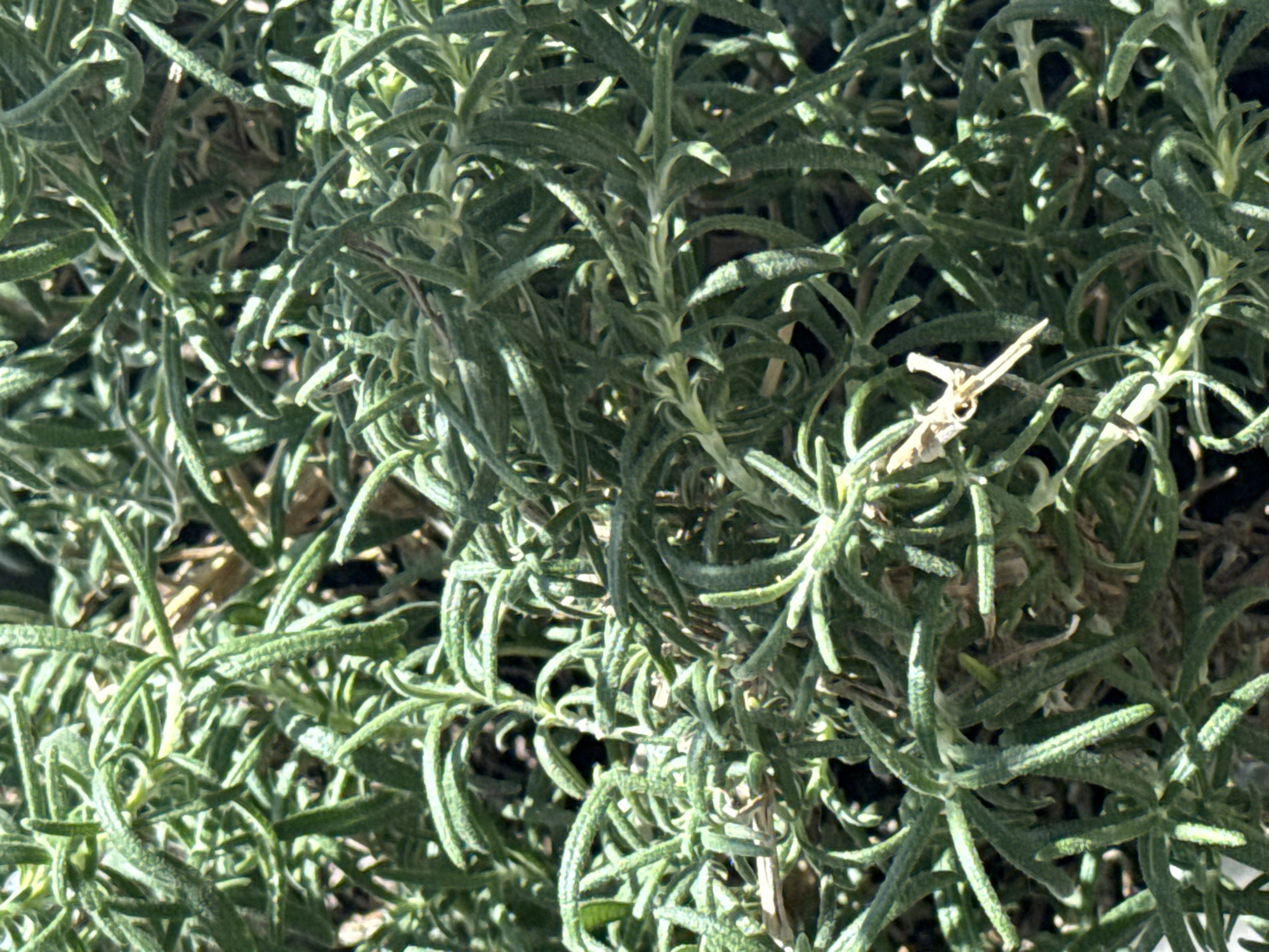 The image shows a close-up of a rosemary plant. The plant's leaves are small, needle-like, and green. There is a dry, brown twig among the green leaves. The image is brightly lit, casting shadows within the plant. The location in Perm, Russia, is not discernible from the image.