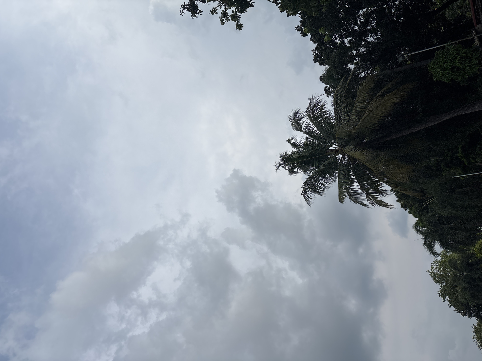 The image displays an upward view of an overcast sky framed by dense tree foliage. The majority of the frame is dominated by a cloud-filled sky, featuring varying shades of grey and white, indicating a heavily cloudy or possibly pre-stormy day. The light is diffused and soft.
Along the right side of the image, a prominent palm tree extends upwards, its fronds clearly visible as dark green silhouettes against the lighter sky. Further dark green foliage from other tropical trees is visible at the very top and upper-right edges, acting as natural frames for the sky.
No people or identifiable activities are depicted. The scene is a static outdoor shot. The presence of the palm tree and lush, dark green canopy suggests a tropical or subtropical environment. Given the provided context, the location is Central Jakarta, Indonesia. There is no visible text in the image.