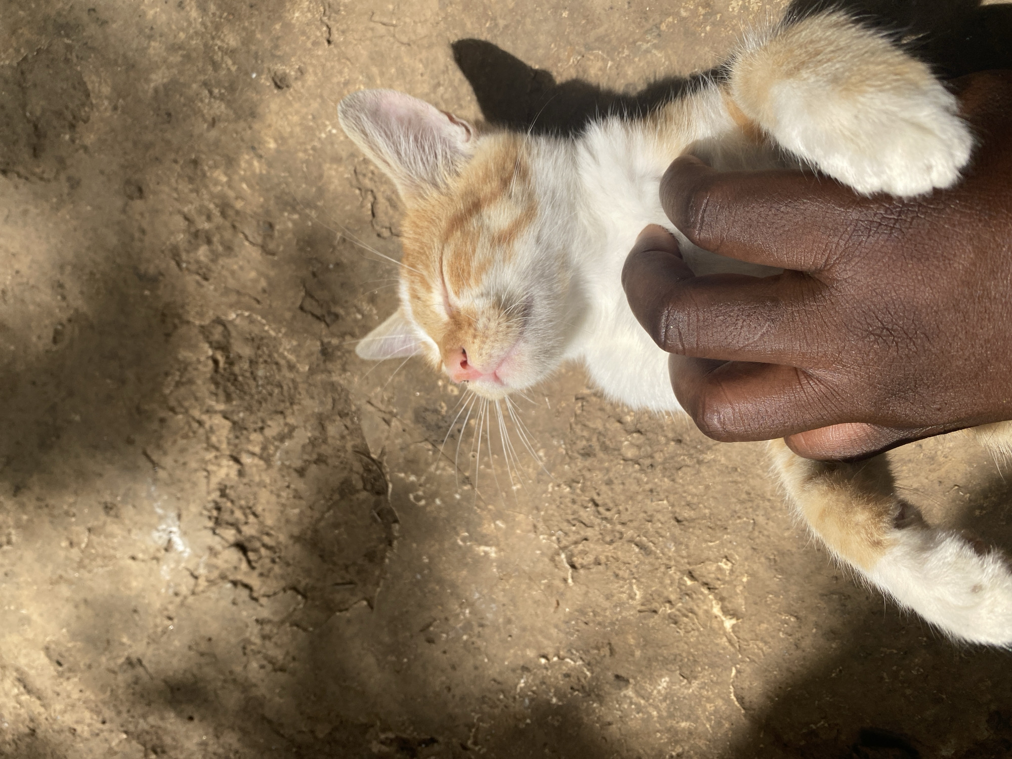 This close-up image, taken in Maigizo, Nigeria, captures a tender interaction between a human and a cat on a sunny day. The primary subject is a small, domestic cat, likely a kitten, with a coat that is predominantly white with distinct ginger or orange patches, particularly visible on its head, ears, and parts of its body and paws. The cat is lying on its back or side, with its eyes gently closed and a relaxed expression, suggesting it is either sleeping or enjoying being petted. Its pink nose and delicate white whiskers are clearly visible.
A dark-skinned human hand is seen gently holding or stroking the cat around its midsection, indicating a caring interaction. The setting is an outdoor environment with a rough, textured ground surface that appears to be dry earth or possibly cracked concrete. Strong, well-defined shadows cast by the cat and the hand indicate bright sunlight, suggesting the photograph was taken during the day, likely midday or afternoon. The overall atmosphere conveys a sense of peaceful companionship and warmth. There is no visible text in the image.