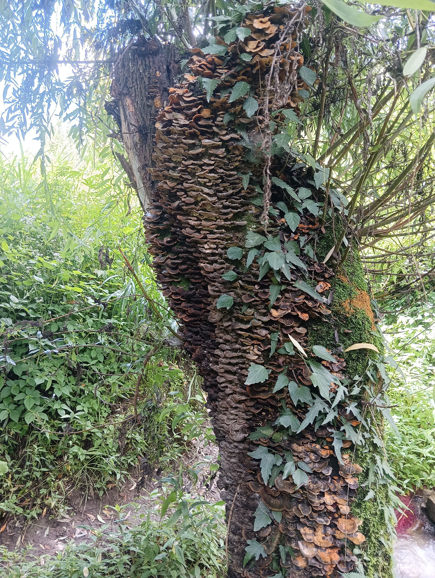 This image shows a thick, textured tree trunk covered with numerous shelf-like fungi. The fungi are a dark brown to reddish-brown color, with many layers stacked on top of each other. Green ivy-like leaves are interspersed among the fungi, growing on the trunk. The tree itself appears old and weathered, with rough bark. Moss, some with an orange hue, also grows on the trunk, particularly on the right side. The background consists of lush green foliage, including dense bushes and trees with slender branches and leaves that are out of focus. The ground is visible at the bottom, appearing to be dirt and fallen leaves. There is a hint of water flow on the far right edge of the image. The scene is set in a natural, overgrown environment.