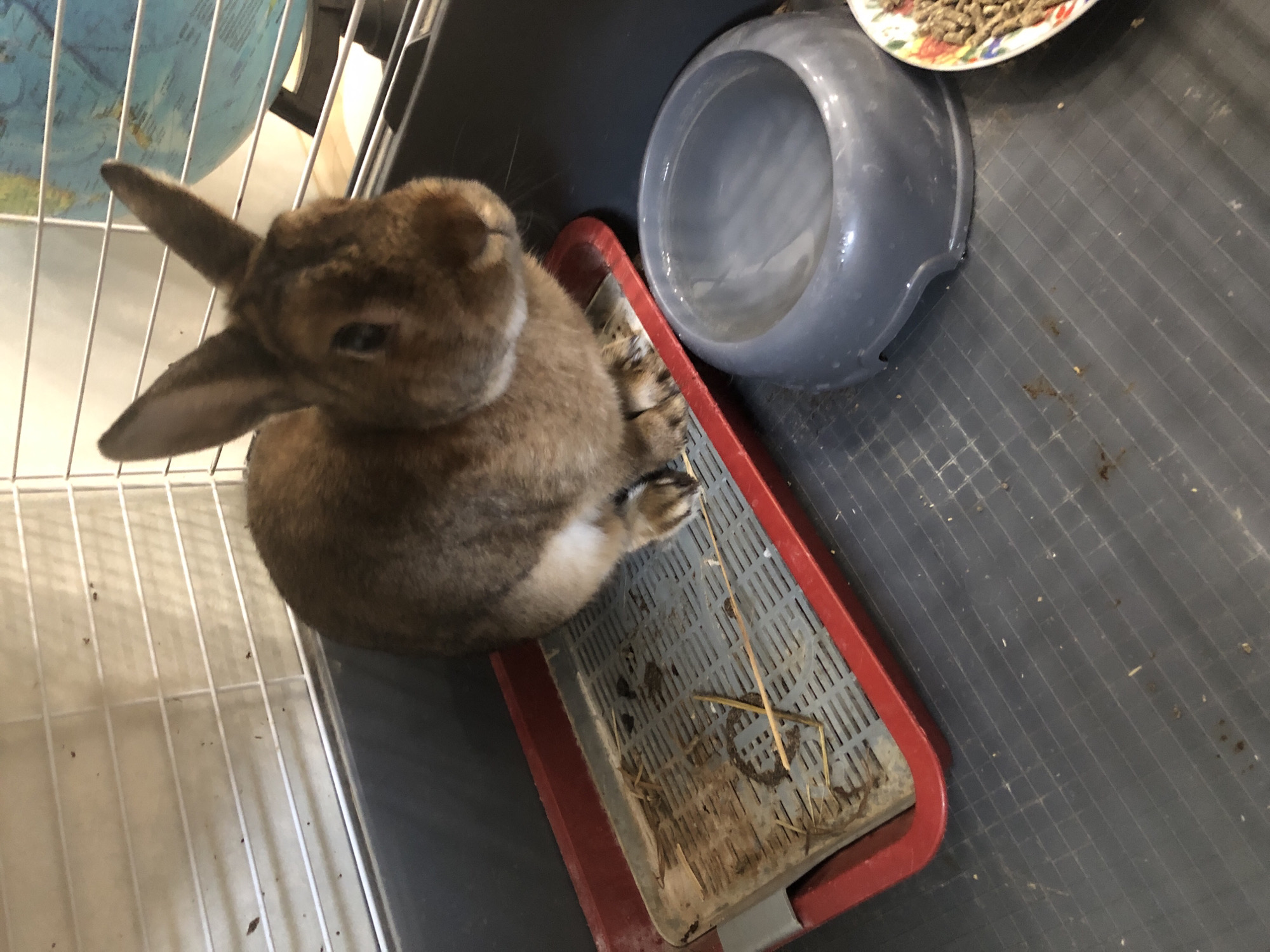 The image shows a rabbit in a cage. The rabbit is brown and is sitting in a litter box. There is also a water bowl and a food dish in the cage. The cage is made of wire and plastic. The floor of the cage is dark grey. The litter box is red and grey and contains hay and droppings. The water bowl is grey and is filled with water. The food dish is white with a colorful rim and contains rabbit pellets. In the background, there is a globe on a stand. The scene is indoors. The location is not specified.