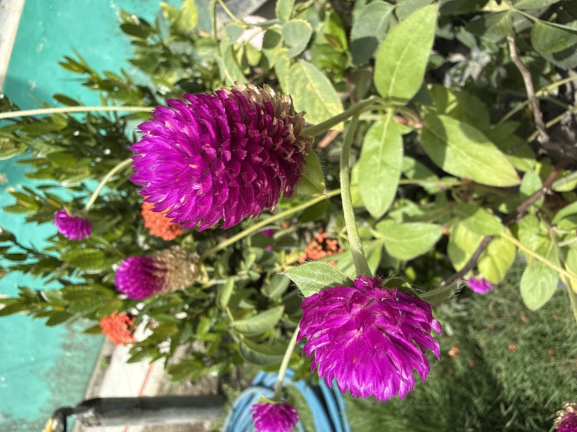 The image shows a close-up of several globe amaranth (Gomphrena globosa) flowers in varying stages of bloom. Two vibrant purple flower heads are the most prominent, one positioned at the top-center and the other in the lower-right quadrant. The flowers have a characteristic globular shape with densely packed petals. One flower exhibits some fading or drying at the base. Green foliage surrounds the flowers, including broad, ovate leaves and finer, needle-like leaves in the background. The flowers are seemingly located in a potted garden setting, with glimpses of a blue container in the lower center and a turquoise surface on the left. There is no evidence indicating its location is specifically Uleereuleung, Indonesia.
