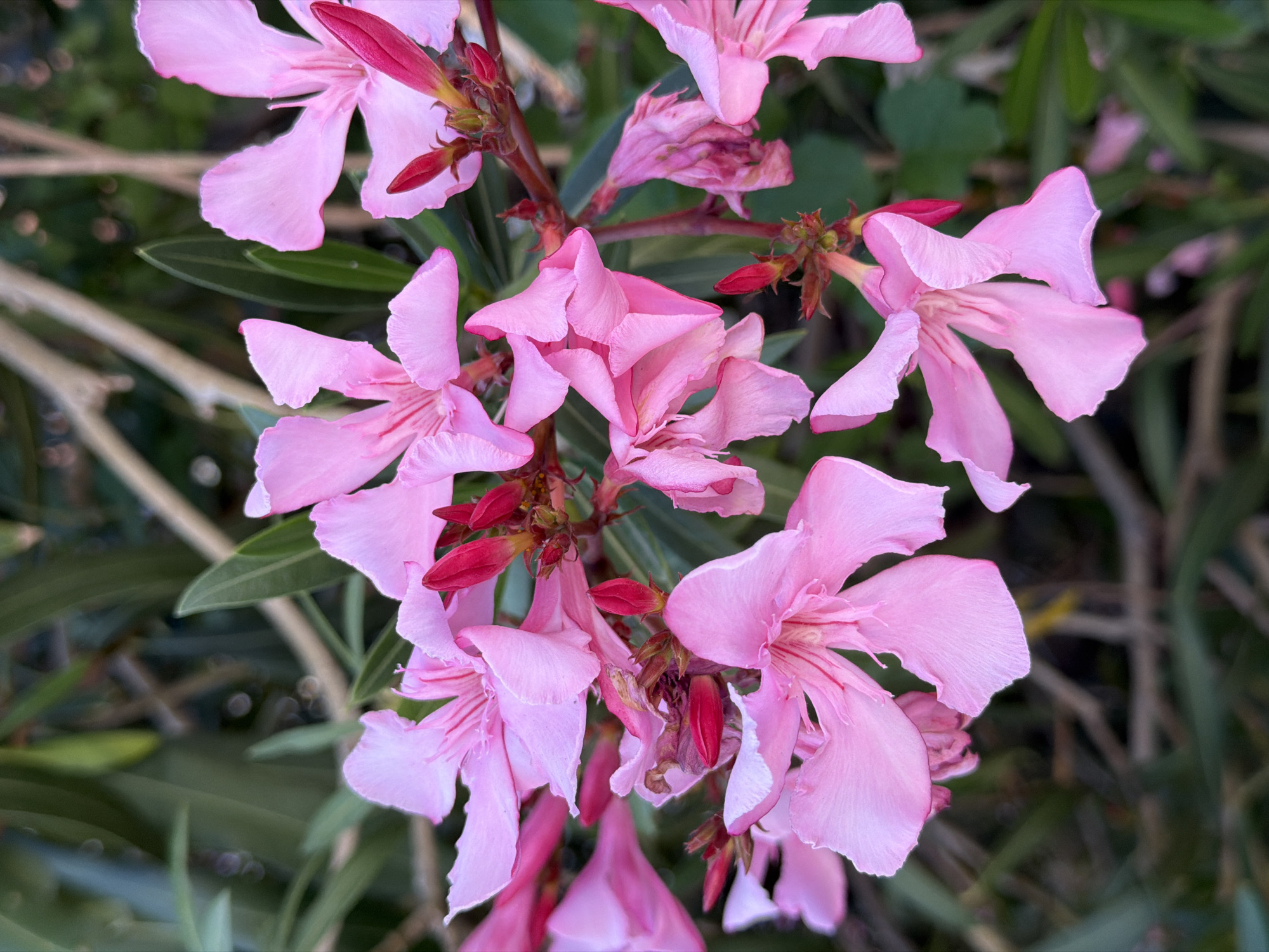 The image shows a close-up of pink oleander flowers in bloom. The flowers are arranged in clusters, with several buds still closed. The petals are a light pink color, with darker pink veins. The leaves are green and lance-shaped. The background is a blurred mix of green foliage and branches. The location is likely Budva, Montenegro given the presence of oleander, a common plant in the Mediterranean region.