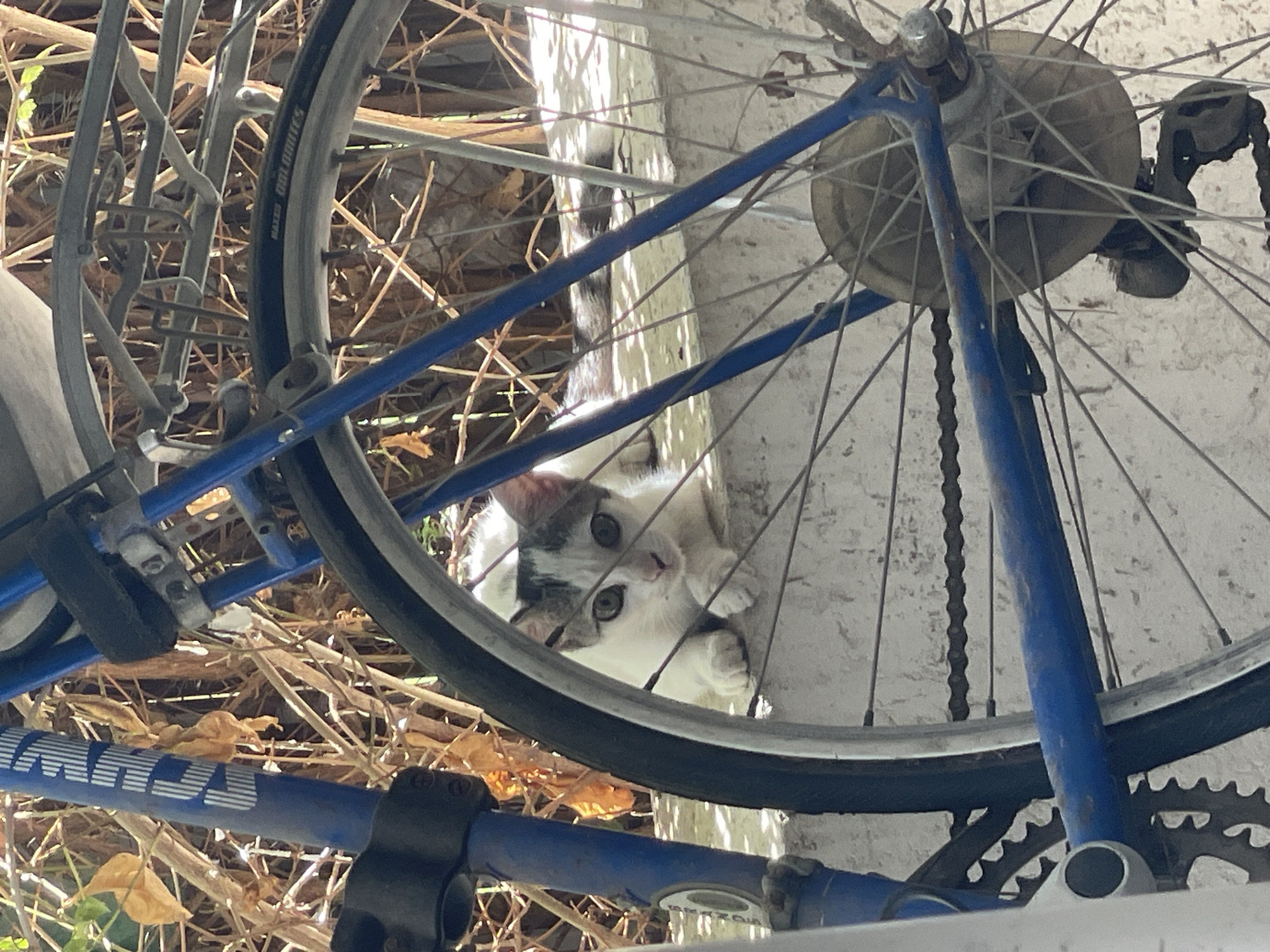 A young, black and white spotted kitten is crouched on a concrete ledge, partially obscured by the spokes of a blue bicycle wheel. The kitten is looking directly at the camera with wide, green eyes. Its front paws are tucked beneath its chest, and its back is slightly arched. Behind the kitten, dry branches and foliage are visible, suggesting an outdoor setting. The bicycle, with its blue frame and silver spokes, is a prominent element in the foreground. The scene appears to be located in Raanana, Israel, as indicated by the provided context. The lighting suggests it is daytime, with sunlight casting shadows.