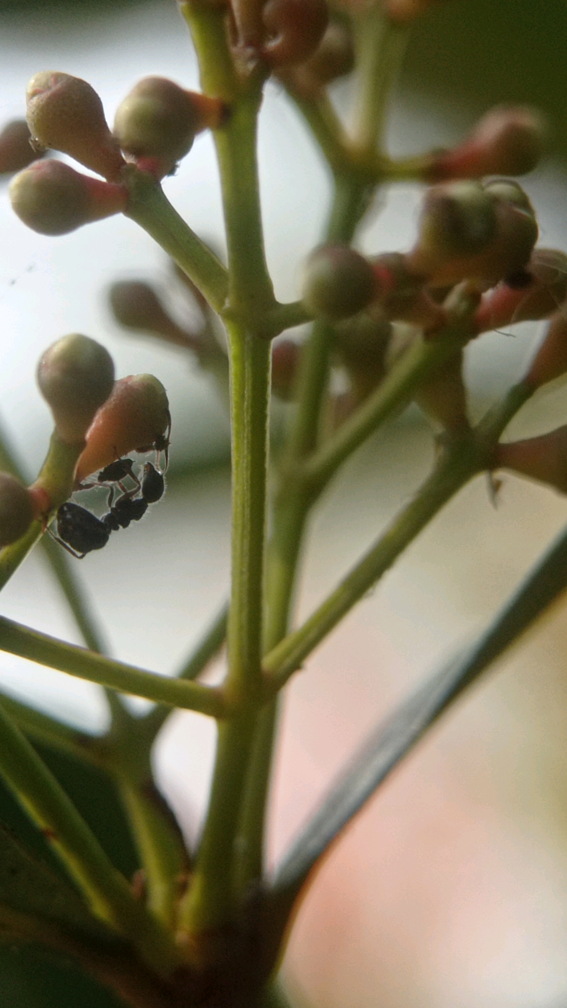 An extreme close-up photograph shows an ant on a plant stem in Bedali, Indonesia. The ant is black and appears to be clinging to a small, round bud at an angle. The stem is green and has other buds and leaves visible. The background is out of focus and appears to be a soft, light color, possibly a wall or sky. The lighting is soft and diffused, casting no harsh shadows.