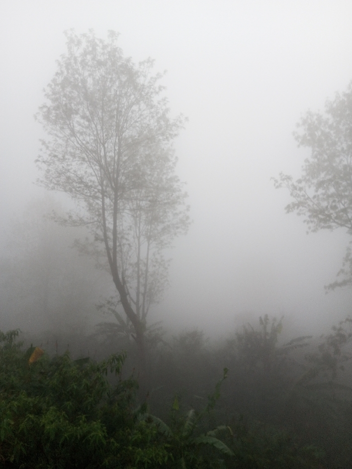 The scene depicts a heavily fog-obscured natural environment in Neerveli, Sri Lanka. Dense white-grey mist pervades the entire frame, severely limiting visibility. The foreground features dark green, dense tropical vegetation, including broad-leafed plants and various shrubs. A prominent, tall, slender deciduous tree with visible branches and a sparse canopy is positioned in the mid-left of the frame, partially obscured by the mist. Faint, indistinct outlines of additional trees and dense vegetation recede into the pervasive fog towards the background, particularly on the right side. No individuals, animals, or man-made structures are present.