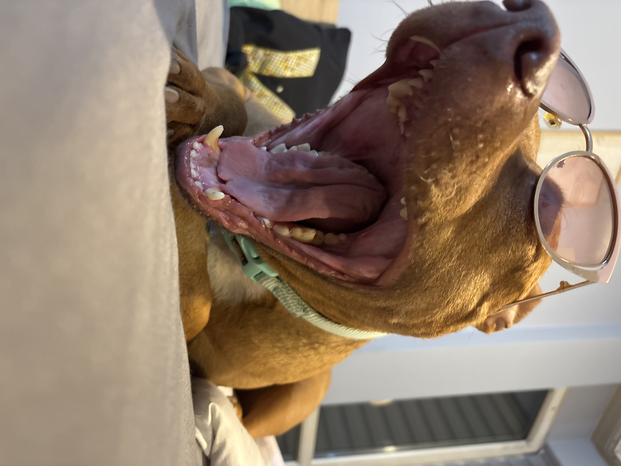 A light brown dog, likely a Pitbull or similar breed, is captured in a close-up, low-angle shot, yawning widely with its mouth fully open. The dog's pink gums, tongue, and white teeth, including prominent canines, are clearly visible. It wears a pair of pink-tinted, round sunglasses perched on its snout, adding a humorous touch. Around its neck is a light blue and white striped collar.
The dog appears to be lying on a light-colored sheet or blanket, partially visible on the left and bottom of the frame, with one of its paws visible on the upper left. In the background, to the upper left, a dark object with a yellow checkered pattern can be seen. The lower right background reveals a window or door frame with a glimpse of an outdoor scene, possibly a building or roofline, suggesting an indoor setting. The overall lighting is bright, indicating daytime. The scene conveys a relaxed and playful atmosphere. No visible text is present. The location context is Sofia, Bulgaria.
