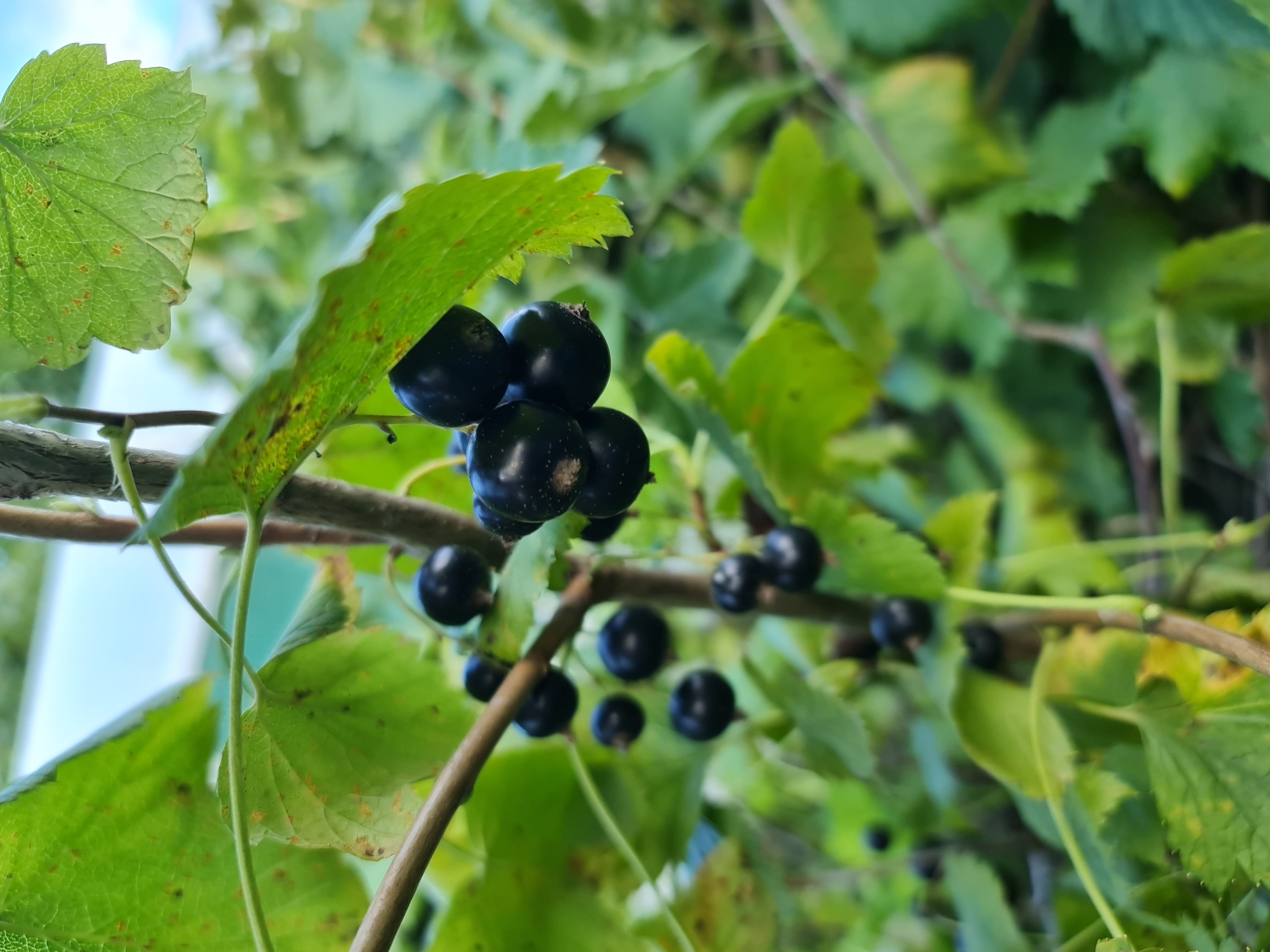 A close-up, outdoor, medium shot captures a cluster of black currants hanging from a branch of a bush. The berries are dark and round, some appearing slightly glossy. Several green leaves are also visible, some with slight browning or spots. The background is a soft blur of more green foliage and a hint of pale blue sky, suggesting an overcast day. The image does not provide any specific details that would allow for a determination of its location in the city of Angarsk, Russia.