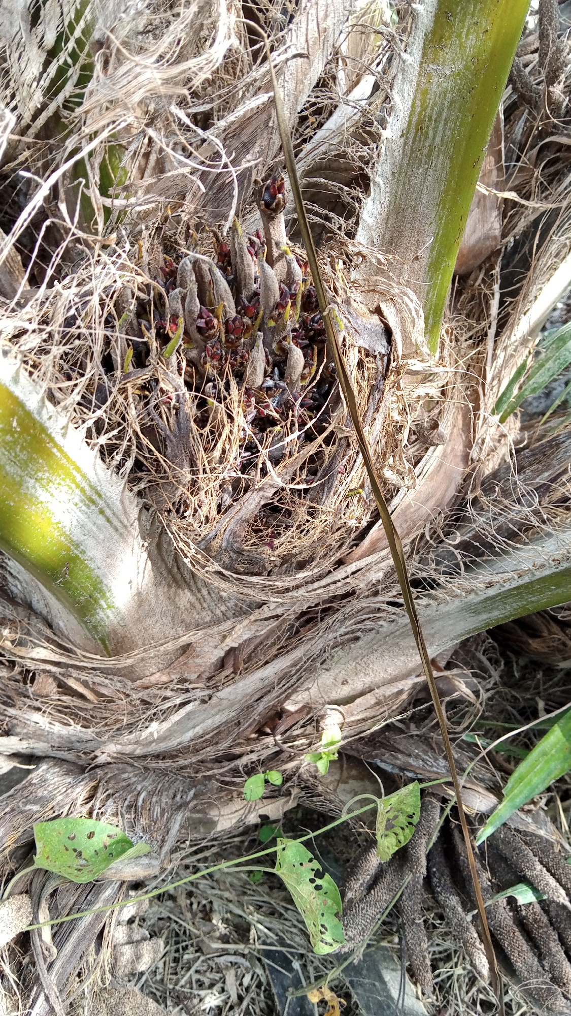 This image shows a close-up view of a palm tree's base, likely in Meunasahdayah, Indonesia. The focal point is the cluster of developing palm fruit, emerging from a tangle of dry, fibrous material. Several green fronds are visible, some appearing to be damaged with holes. The ground is covered in dry leaves and debris. The lighting suggests it is daytime, with sunlight casting shadows. There are no people or animals present in the frame.