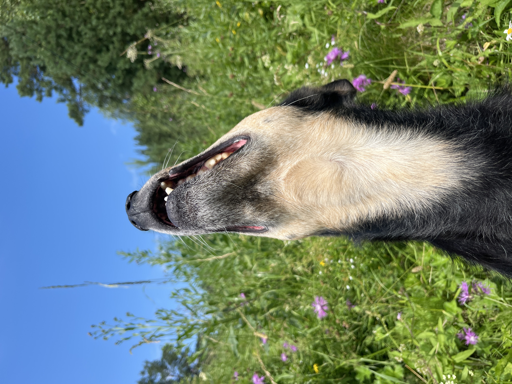 A close-up, low-angle shot features the head and neck of a dog looking upwards, with its mouth open and tongue visible. The dog has tan fur on its head and neck, transitioning to black fur on its lower neck. The background is a field of green grass and wildflowers under a clear blue sky, with trees visible in the distance. This image was taken on a sunny day in a natural outdoor setting. There is no indication of the city of Nizhny Tagil, Russia.