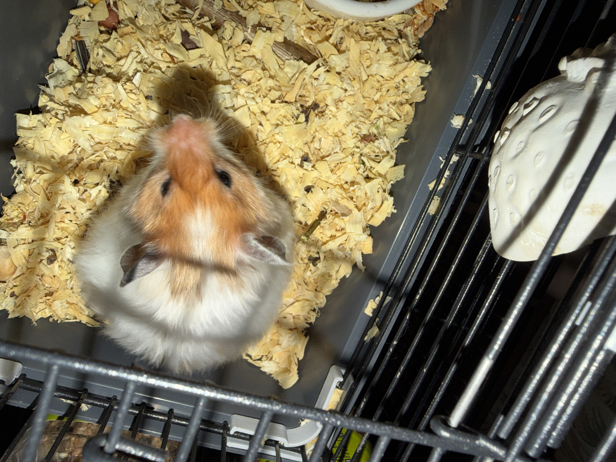 A syrian hamster is viewed from above in its cage. The hamster has white and orange fur. The cage contains wood shavings as bedding. A white ceramic chew toy is visible at the bottom of the cage. The image is taken in the city of Shcherbinka, Russia.