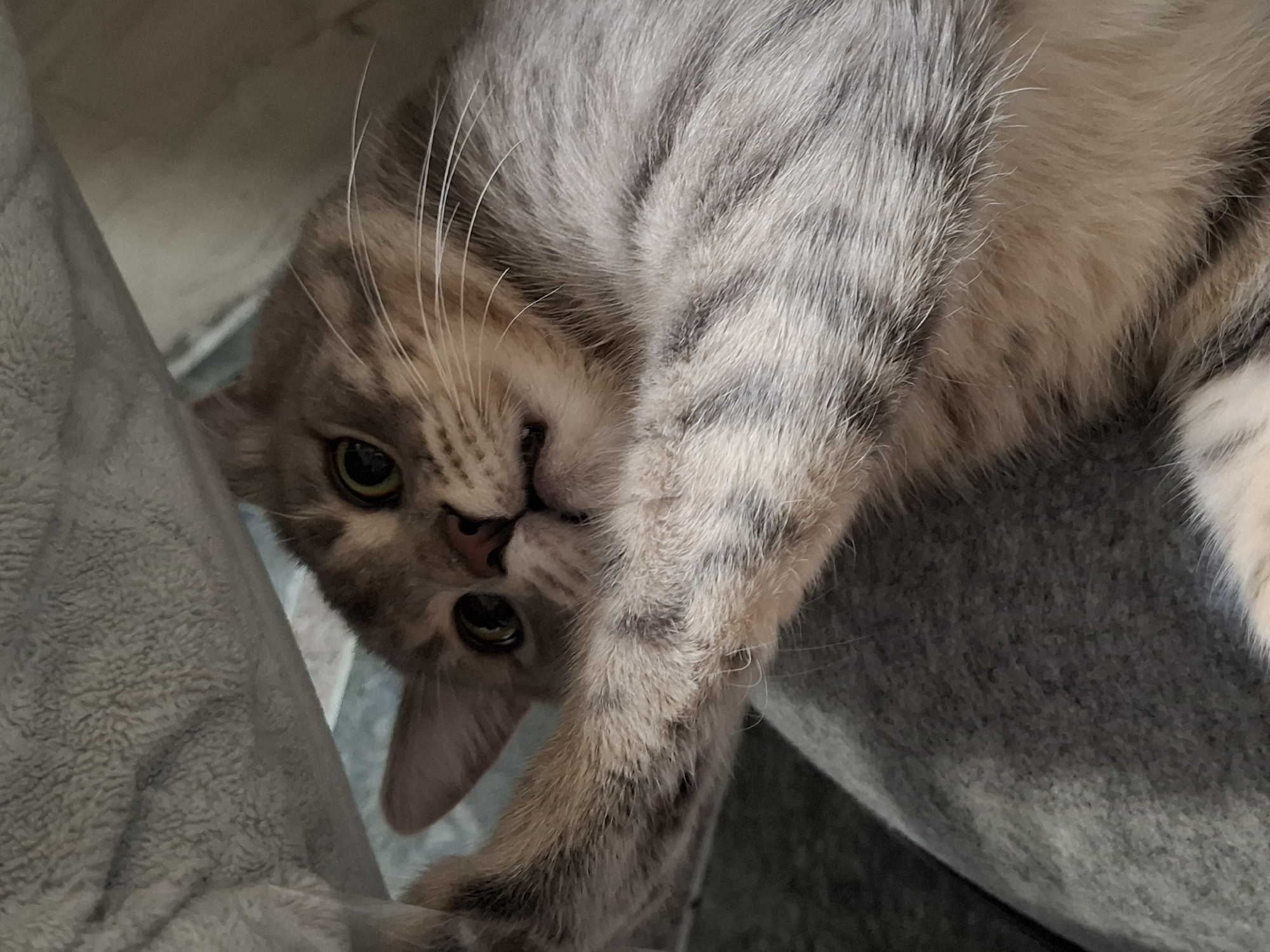 A gray and brown tabby cat is lying on a gray surface. The cat is on its side, with its head tilted upside down towards the viewer. Its eyes are open and it is looking at the camera. The cat's paws and body are curled up near its head. The background is out of focus. The image does not contain information to identify it was taken in Novi Sad, Serbia.