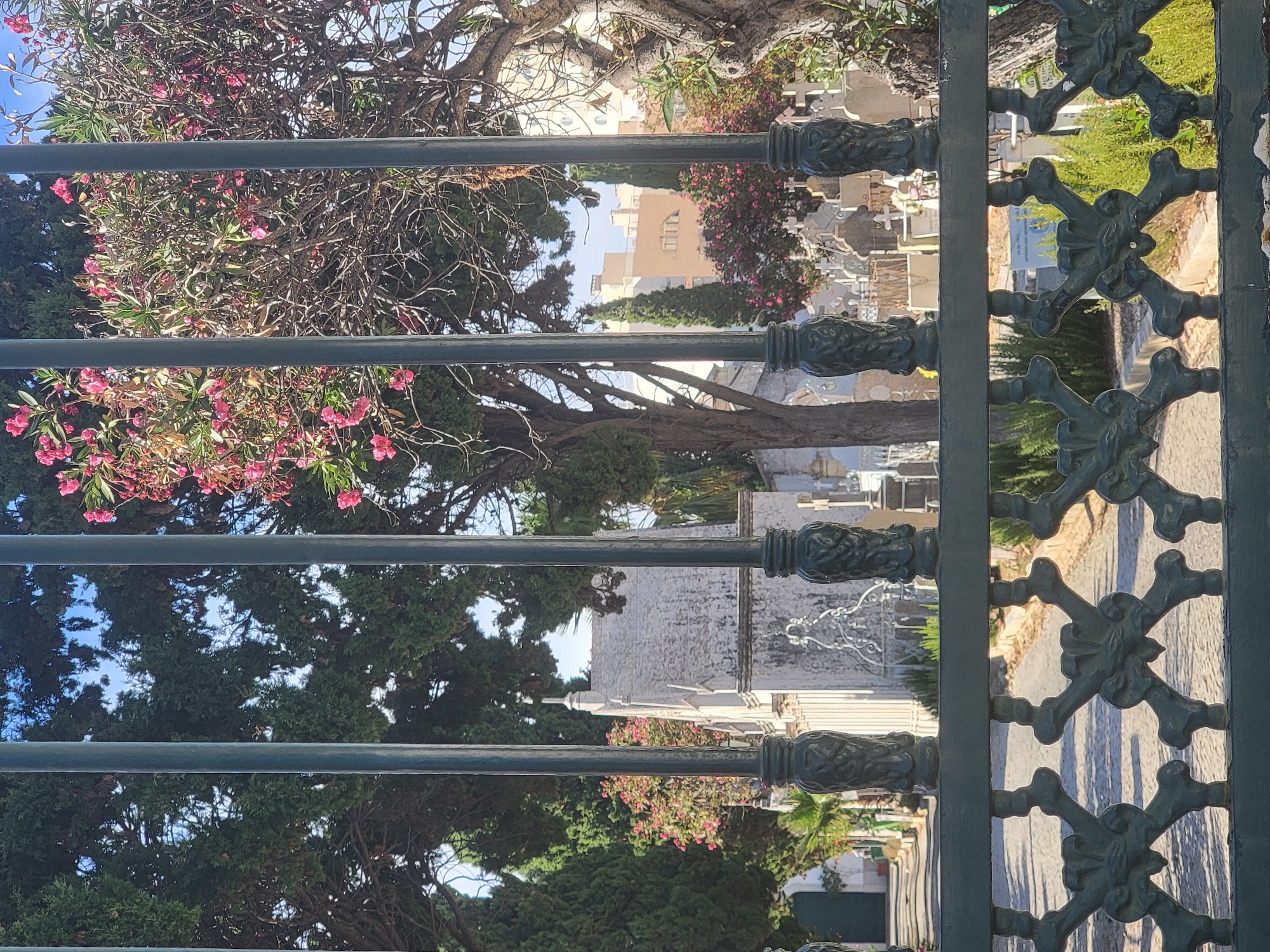The image shows a view through a dark green, ornate metal gate, suggesting entry into a cemetery. Beyond the gate, a path lined with cypress trees leads into the background. Several mausoleums and tombstones, primarily white and grey, are visible among the trees. A pink-flowering bush is prominent on the right side, with a larger tree with bare branches above it. In the distance, several buildings with light-colored facades are visible. The sky is clear blue. The scene is likely the Municipal Cemetery of Faro, Portugal. There are no people visible in the image. The overall impression is one of a serene and well-maintained cemetery on a sunny day.