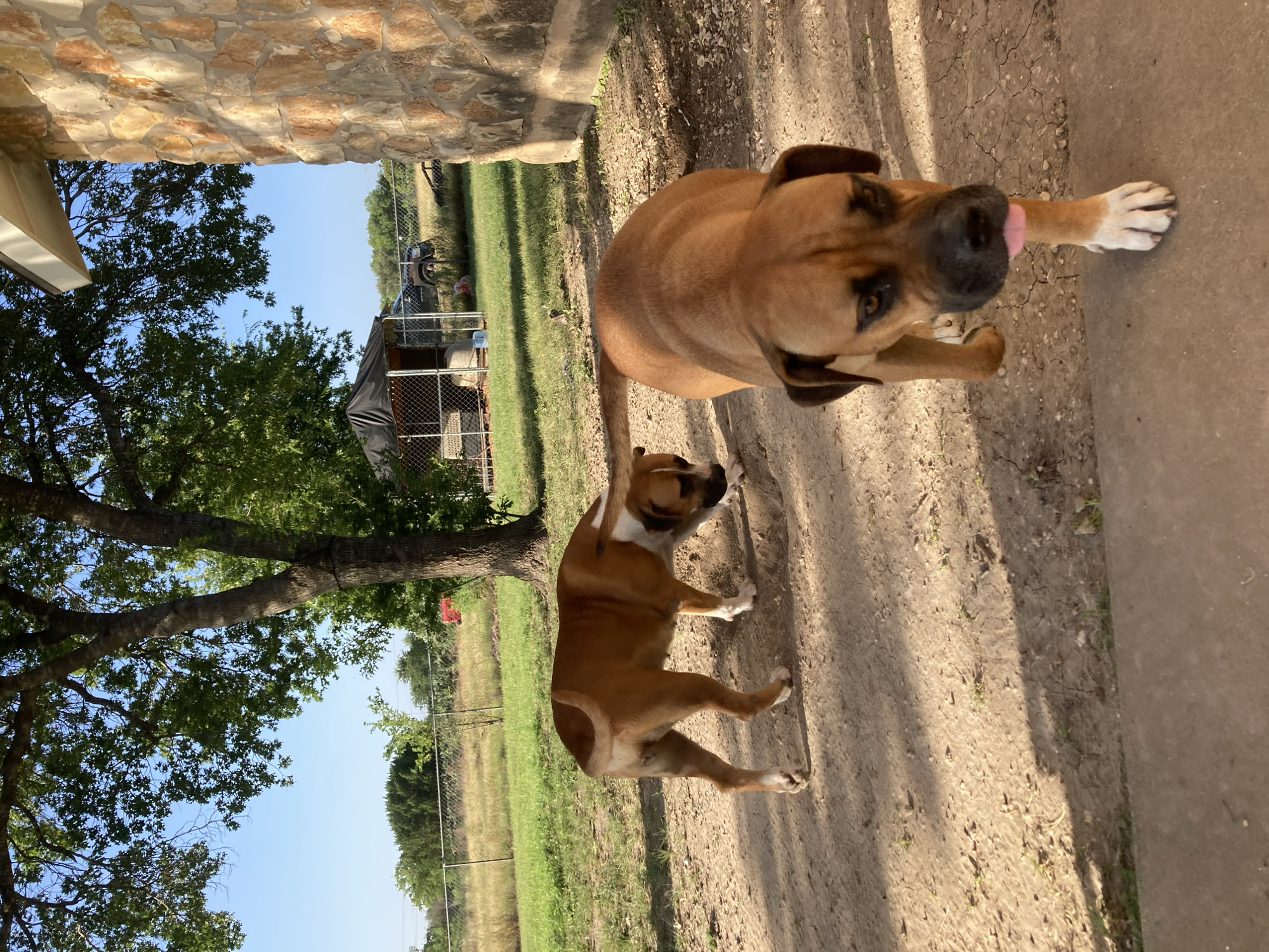 In Round Rock, Texas, two brown boxer dogs are in a fenced yard on a sunny day. The dog in the foreground is looking towards the camera with its tongue sticking out. The other dog is in the background, facing away from the camera and sniffing the ground. A stone-built building is on the right side of the image, and a large tree with green leaves is in the center. A covered doghouse is visible in the background, along with a fence and dry grass. The ground is a mix of dirt and gravel.