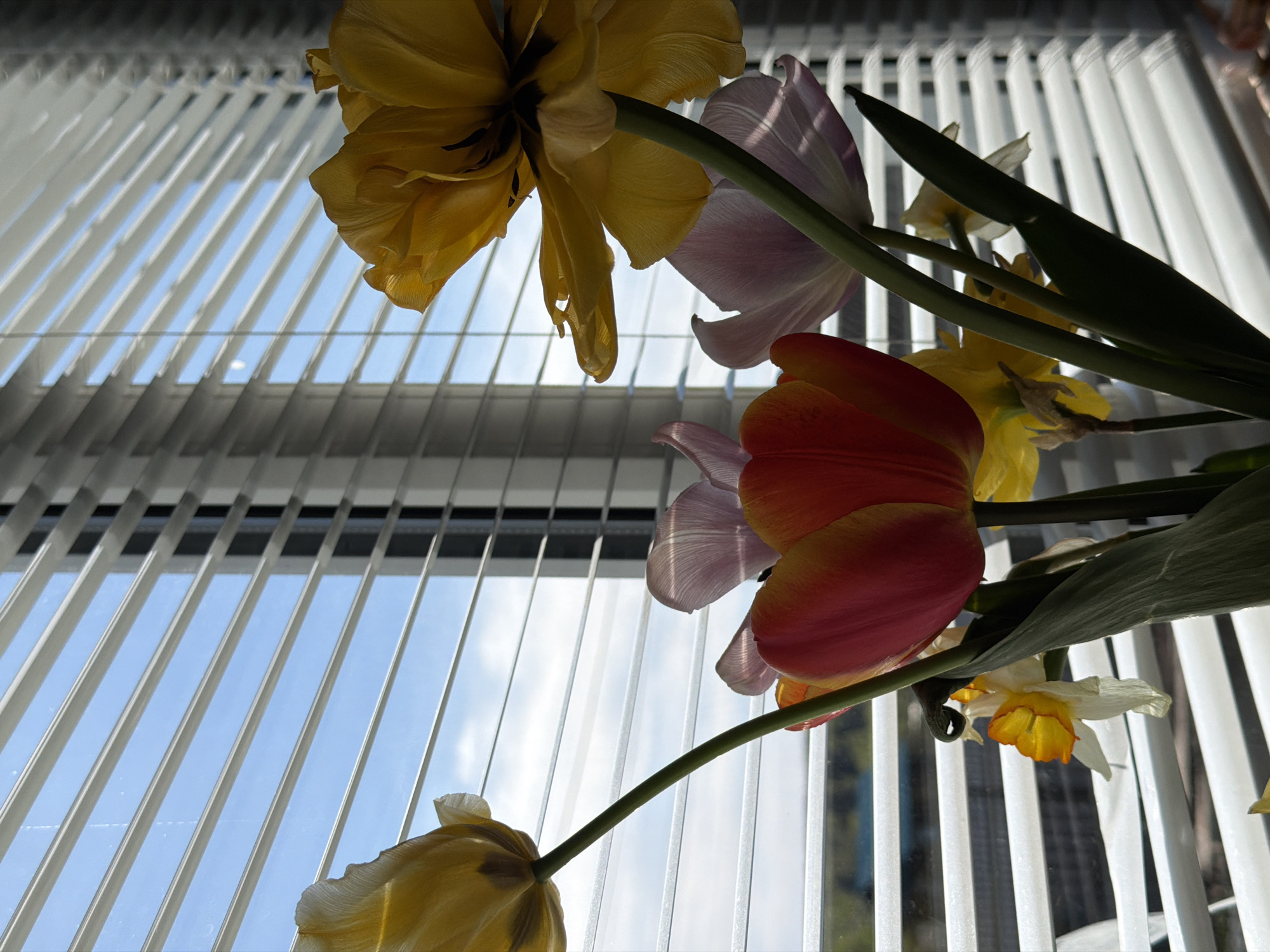The image shows a low-angle view of a floral arrangement, possibly tulips and daffodils, against a background of window blinds. The blinds are partially open, revealing a blue sky with some clouds visible through the gaps. The flowers are in various colors including yellow, pink, and orange. The location of the city of Уральское, Russia, cannot be determined from the image. There are no people visible.