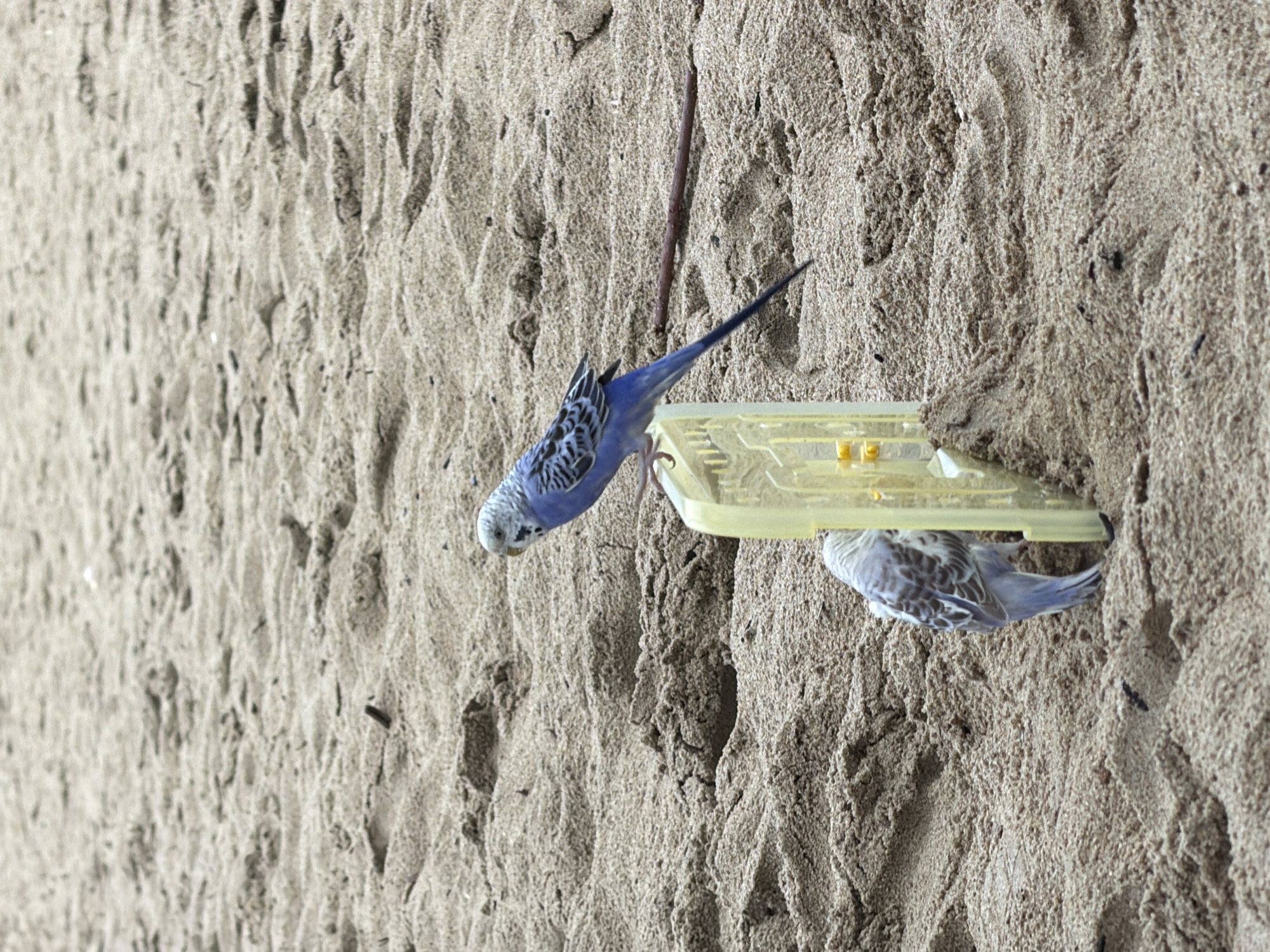 Two budgerigars are on a sandy beach. One budgerigar, predominantly blue with black markings on its wings and head, is perched on a yellow plastic structure. The other budgerigar, with grey and white plumage, is positioned lower on the sand, facing away from the camera, near the base of the yellow structure. The beach is composed of fine, light-colored sand with subtle ripples and undulations. A thin, dark stick lies on the sand behind the blue budgerigar. The overall scene suggests an outdoor setting in Nha Trang, Vietnam, specifically on one of its sandy coastlines.