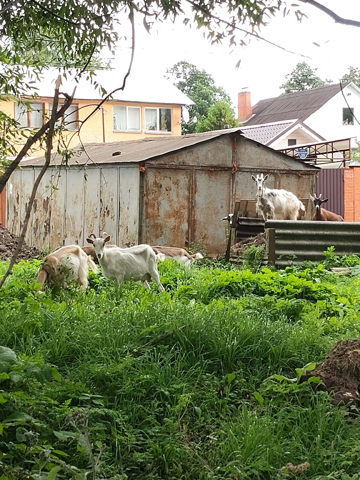 A serene, rural scene unfolds in the village of Venyukovo, Russia, where four goats graze peacefully amidst lush green grass. The goats, varied in color, are scattered across the foreground. One white goat stands alert, facing the camera, while a light brown goat is engrossed in feeding. Further back, a fluffy white goat with black horns is perched on a wooden structure, and a dark brown goat with horns rests behind it. The backdrop features a rustic, weathered metal garage, adding a touch of rural charm. Beyond the garage, two houses are visible, one painted yellow with white trim and the other white with a dark roof, suggesting a typical village setting. The scene is framed by the dappled sunlight filtering through the leaves of trees, creating a natural and tranquil atmosphere.