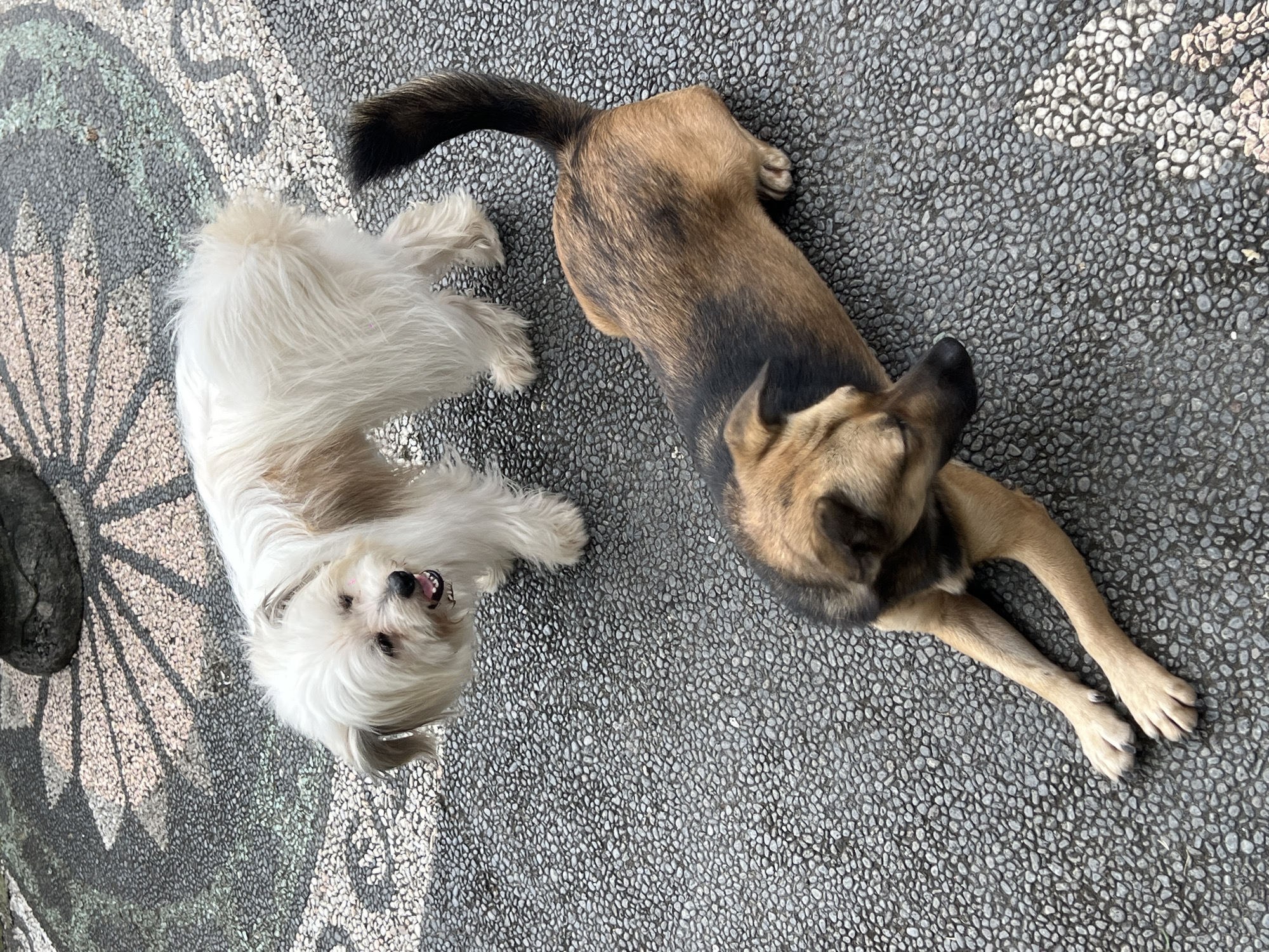 Two dogs are resting on a cobblestone-paved surface in Canggu, Indonesia. The first dog, on the left, is a small, fluffy white dog lying on its back with its head turned towards the camera, revealing an open mouth. The other dog, on the right, is a medium-sized dog with a brown and black coat, lying in a prone position with its front legs extended. The paved surface has a repeating small pebble pattern, with a portion displaying a radial sunburst design near the white dog. A dark, unidentified object is located next to the sunburst design.