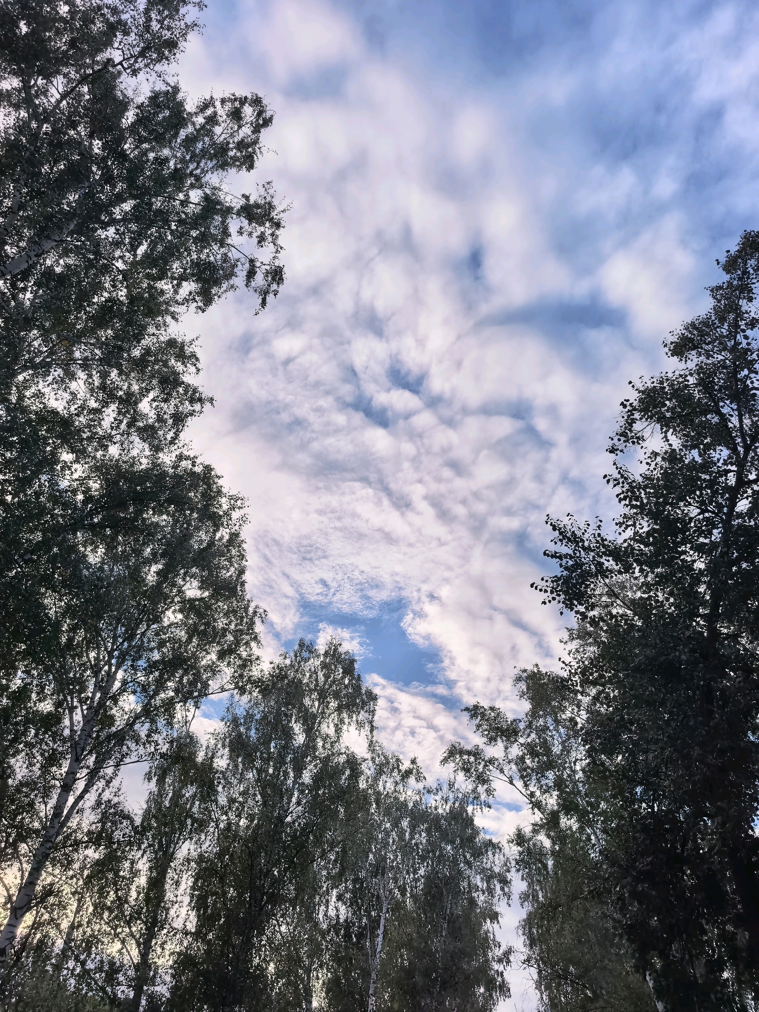 The image is a low-angle shot looking up at a cloudy sky through the canopy of trees. The trees are tall and deciduous, with dark green foliage silhouetted against the lighter sky. Wispy, white clouds are scattered across a pale blue sky, creating a textured, mottled effect. The scene appears to be outdoors, possibly in a park or forest. The presence of birch trees with their distinctive white bark is visible on the left side of the image. This setting is consistent with many natural areas within or surrounding the city of Sterlitamak, Russia, where such vegetation is common. There are no people or specific man-made objects visible that would precisely pinpoint a location within the city.