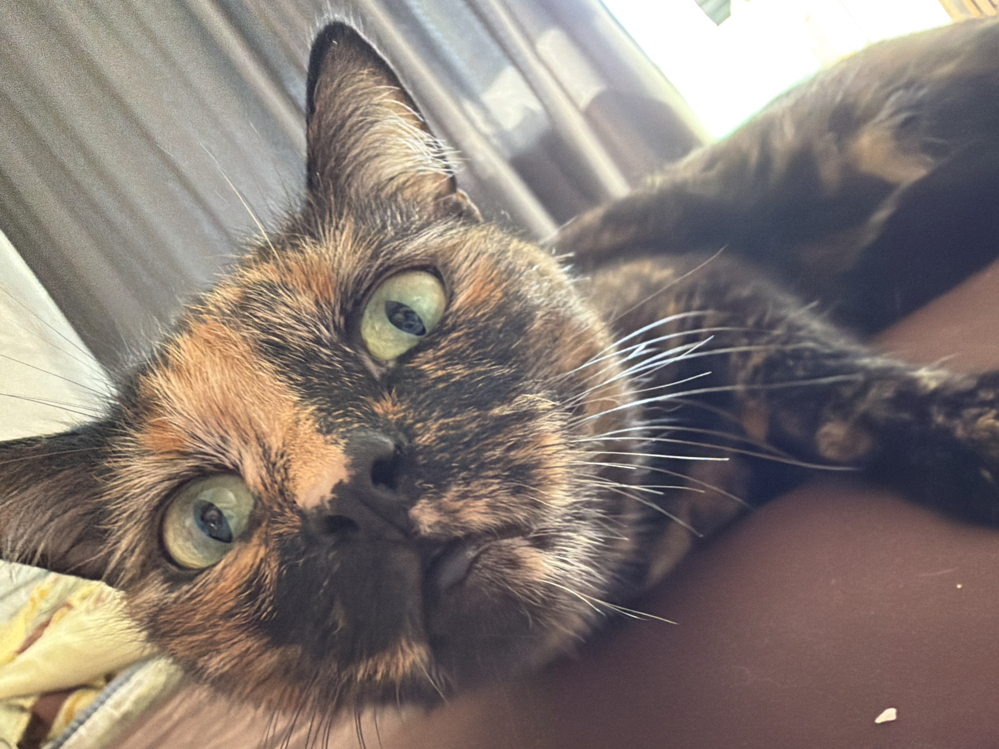 A tortoiseshell cat with green eyes is lying down and looking directly at the camera. The cat has a mix of black, brown, and orange fur. The background includes a gray curtain. The cat appears to be resting on a brown surface. There is no information about the city of Chaikovsky, Russia, within the image.