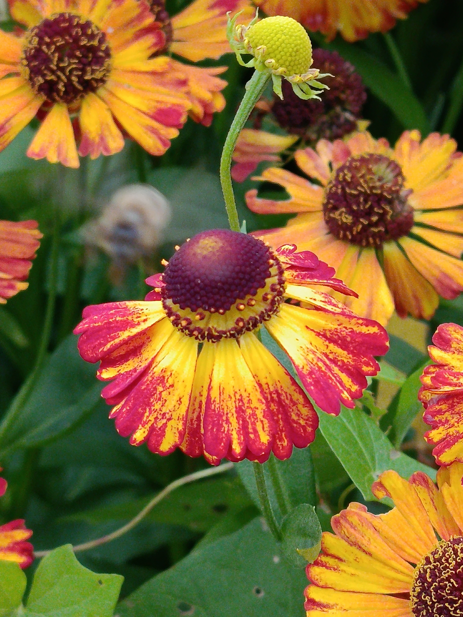The image displays a close-up view of several helenium flowers. The most prominent flower in the foreground is a bicolor helenium with bright yellow petals streaked with crimson. Its center is a dark, purplish-brown disc composed of many tiny florets. Behind this flower, other heleniums are visible, some in focus and others blurred, showcasing similar yellow and red coloration. A green stem with a developing flower bud is also present, reaching upwards. The background consists of lush green foliage, indicating a garden setting. There is no evidence to suggest this scene is located in the city of Верея, Russia; the image depicts a natural outdoor environment.