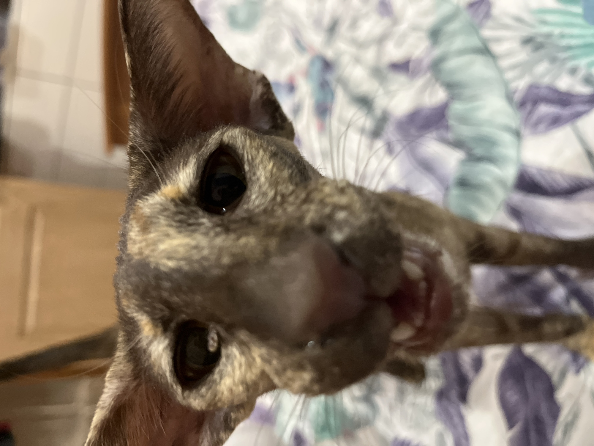 A close-up, low-angle view of a brindle-colored cat with large eyes, its mouth slightly open to reveal teeth. The cat is positioned against a blurred background of bedding with a floral pattern. There is no visible indication of the location being the city of Chaikovsky, Russia. The scene primarily focuses on the cat's face.