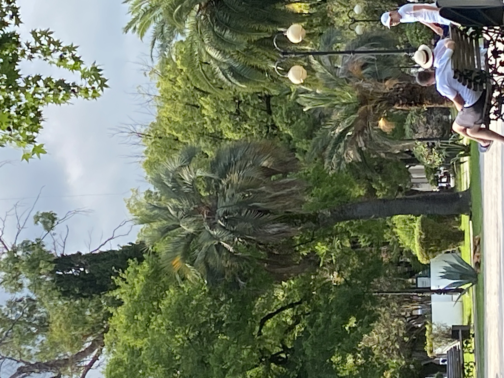 In Sokhumi, Abkhazia, a park scene unfolds with lush greenery, including palm trees and other foliage, under a cloudy sky. In the foreground, a man and woman sit on a park bench, the man with his arm around the woman. A young boy in a white cap stands nearby. Further in the background, a dog is sleeping on the grass next to a large agave plant. Lampposts are visible throughout the park, illuminating the pathways.