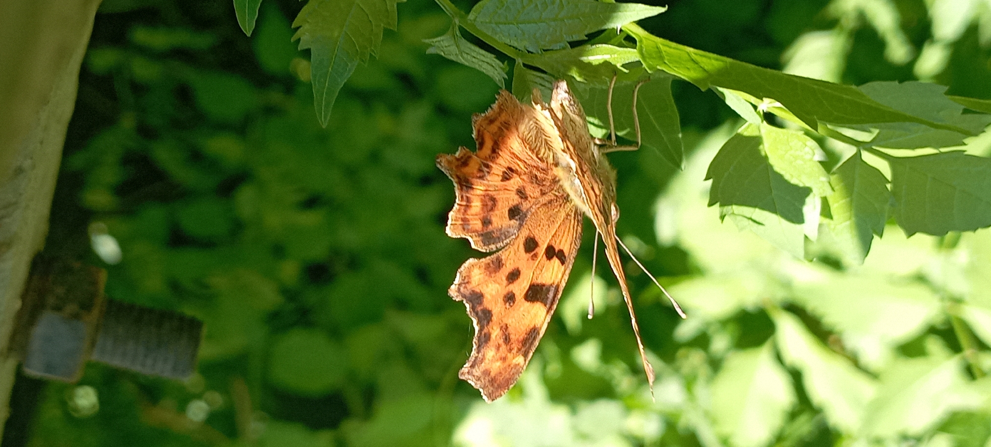 A single comma butterfly, with orange wings spotted with black, rests on a green leafy plant. The butterfly's wings are partially open, revealing intricate patterns and delicate antennae. The background is a blur of vibrant green foliage, suggesting a natural outdoor setting. A metallic bolt is visible in the upper left corner of the image, hinting at man-made structures in the environment. The scene appears to be set in Radisne, Ukraine, during daylight hours.