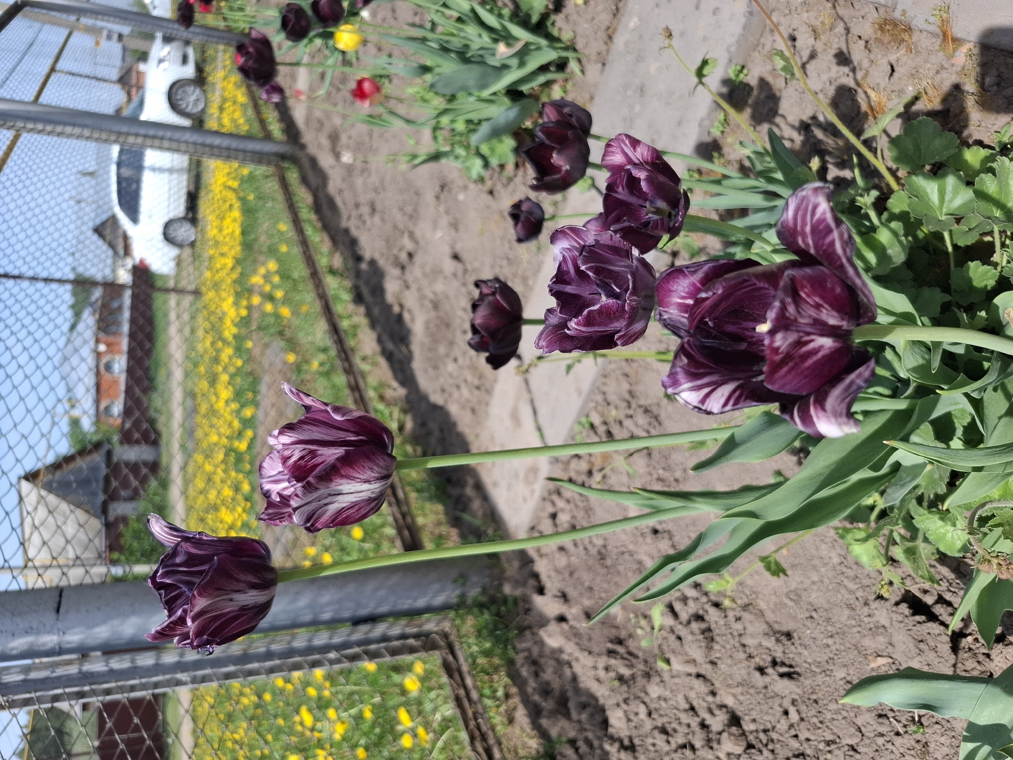 The image shows a garden bed with dark purple and white striped tulips in what appears to be Амзя, Russia. A chain link fence runs along the left side of the frame. Beyond the fence are small yellow flowers growing in a field, and a white vehicle is visible further in the distance. The ground in the garden bed is bare soil. Other tulip varieties are also present in the bed, including dark purple and red flowers.