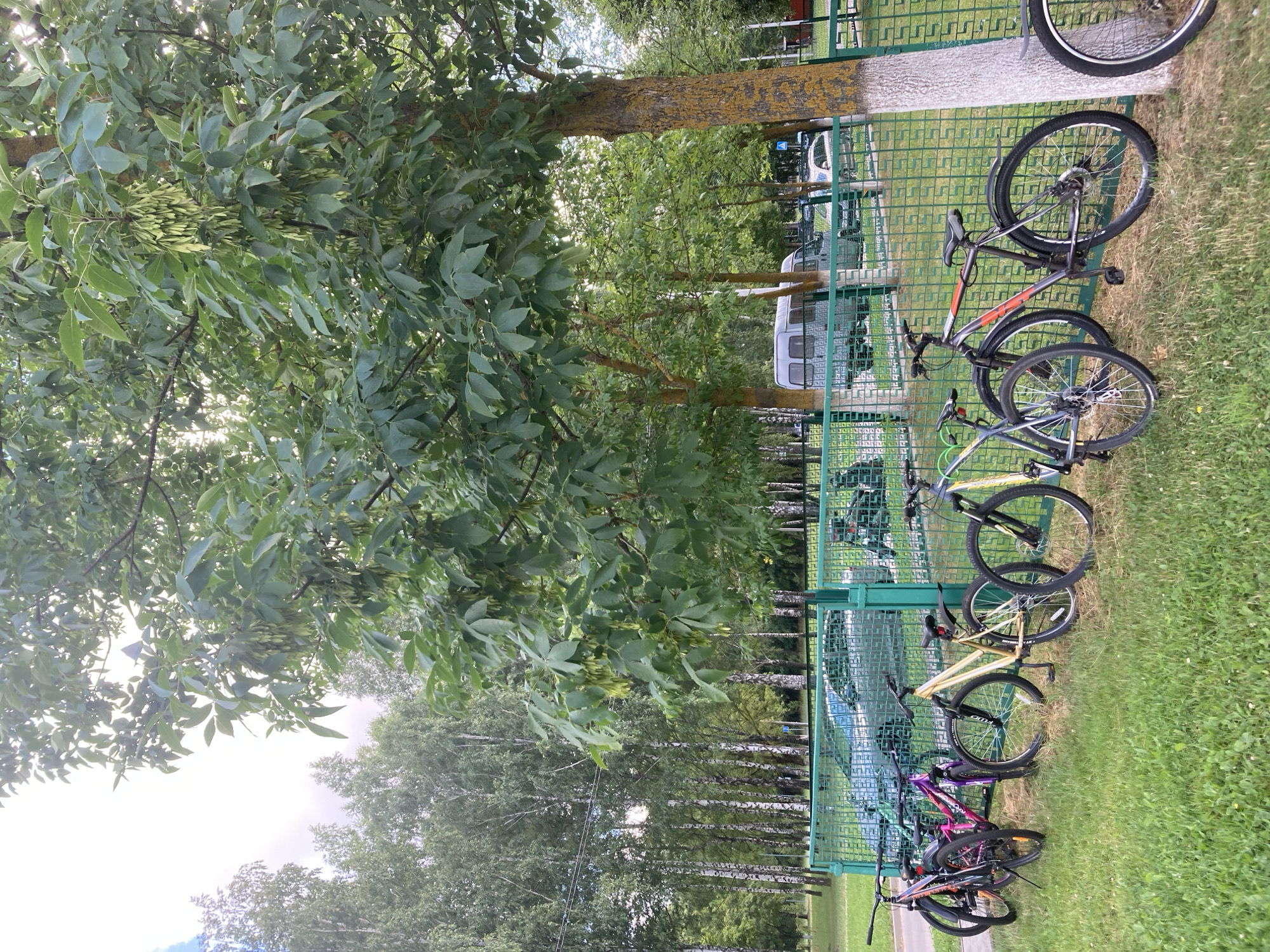 The image depicts a line of bicycles parked on a grassy area in front of a green metal fence. Behind the fence, a silver car is visible, and further back, a white van is parked. The background features a dense line of birch trees and other foliage. The scene appears to be an outdoor public space, possibly a park or a residential area, in Zhodzina, Belarus. The lighting suggests it is daytime. The bicycles are of various colors and types, and no people are present in the immediate vicinity of the bicycles. The tree in the foreground on the right has a textured, yellowish-brown bark.