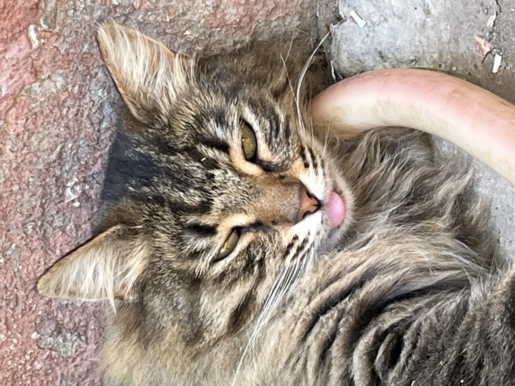 A long-haired, grey tabby cat is lying on its side on a textured, pinkish-red surface, possibly a brick wall, with its head resting on a grey concrete surface. The cat's eyes are partially closed and appear yellowish-green. Its mouth is open, with its pink tongue sticking out to the right. A light pink, tube-like object is curved around the cat's neck and resting on the concrete. The cat's fur is thick and appears slightly messy. The overall lighting suggests it is daytime, with shadows indicating a light source from the left.