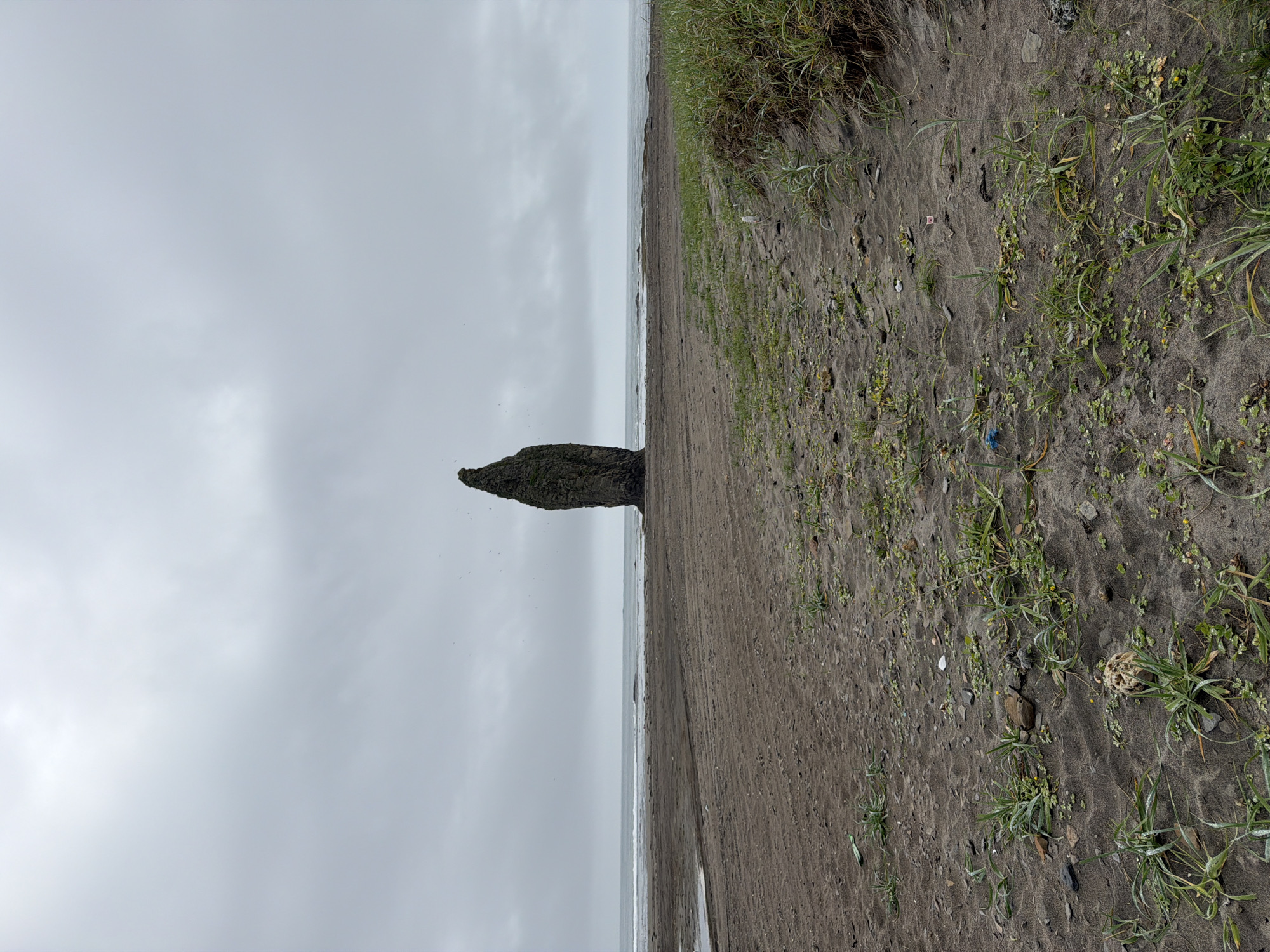 An eye-level, wide shot captures a monolithic rock formation standing prominently on a sandy beach under a heavy, overcast sky. The rock, tall and slender with a rough, dark texture, is positioned centrally in the mid-ground, isolated against the ocean and sky. The beach is a muted brown, with tire tracks visible in the sand, suggesting recent vehicular activity. Sparse green vegetation grows in patches on the sand, particularly in the foreground and on the right side of the image. Small, dark specks, possibly birds, are scattered in the air above the ocean and the rock formation. The ocean itself is a dull gray, with gentle waves lapping at the shore. The horizon is clearly defined, with the ocean meeting the sky in a soft, indistinct line due to the cloudy conditions. The overall atmosphere is somber and desolate.
