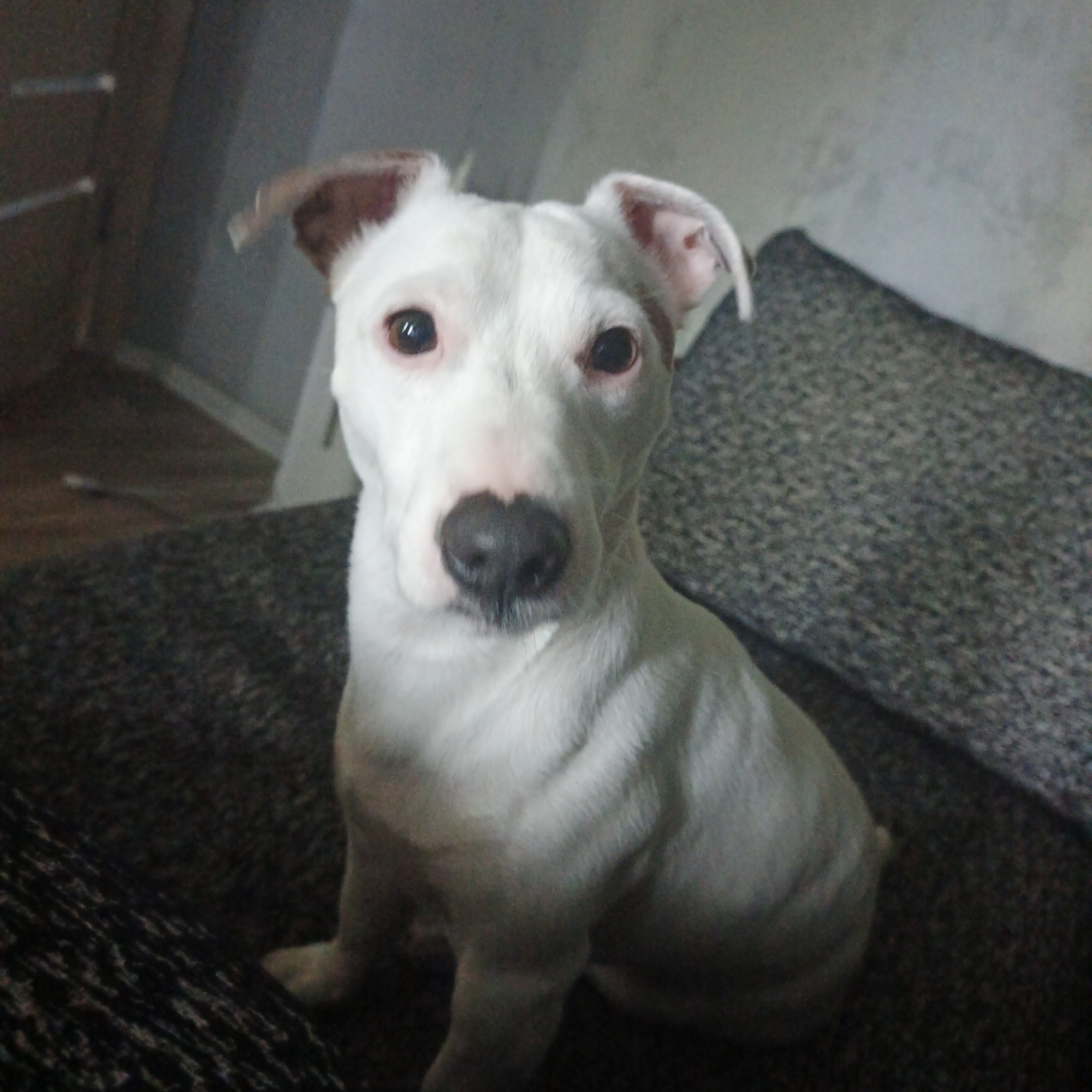A white-and-tan dog with brown eyes and floppy ears sits on a dark gray sofa. The dog is facing forward, with its head tilted slightly. Its nose is black and heart-shaped. The background is blurred, but appears to be an indoor setting. There are no people in the image. The location is not specified in the image.