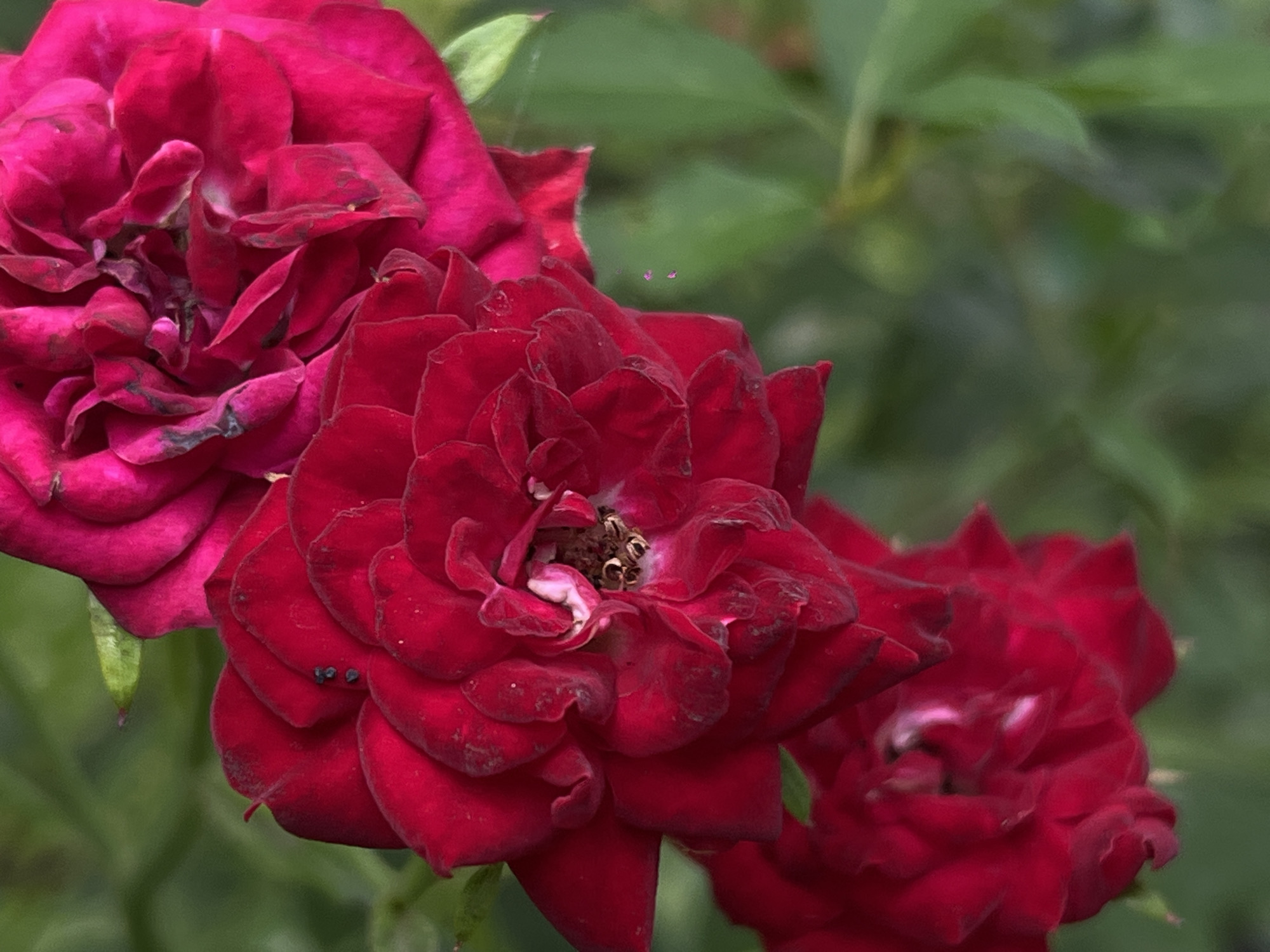 This media file features a close-up, shallow-depth-of-field photograph of several deep red roses with velvety petals. The focus is on the intricate layering of the petals, with some showing signs of wilting and subtle dark speckling, particularly on the center rose. The vibrant red of the roses contrasts with a soft-focus background of green foliage, suggesting an outdoor garden setting. The lighting appears natural, possibly indicating daytime. There are no people, animals, or visible text present. The image is captured from a slightly elevated angle, looking down at the blooms. The overall mood is one of natural beauty and the ephemeral nature of flowers. The location context is Novopokrovskaya, Russia.