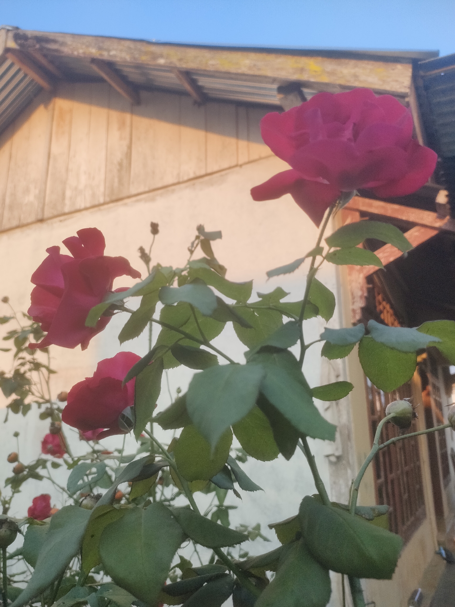 A low-angle, natural light photograph captures several deep red roses in bloom, with green leaves and thorny stems. The roses are in the foreground, with a building and a bright blue sky in the background. The building appears to be a house, with light-colored siding and a corrugated metal roof. The overall impression is one of a vibrant garden setting, possibly in a residential area of Padang Dalom, Indonesia, given the style of the house. There are no people or animals visible in the image.