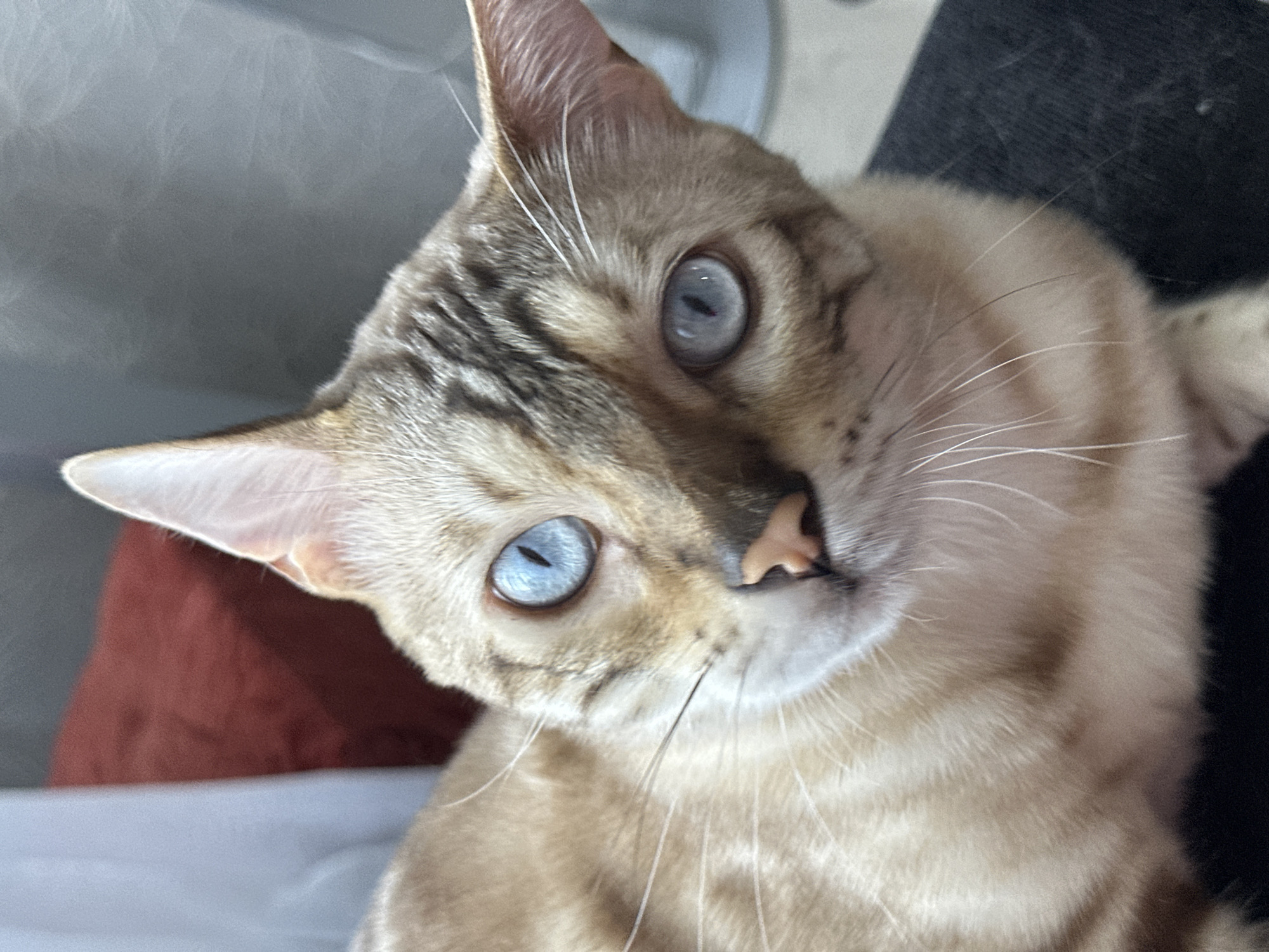 A close-up shot features a Bengal cat with striking blue eyes. The cat has light brown fur with dark brown spots and stripes. Its ears are pointed, and its nose is a light pink color. The cat's whiskers are long and white. In the background, a blurred red cushion and a light-colored curtain are visible. The lower portion of the image shows the cat's body resting on a dark surface, possibly fabric. The image was taken in Energetik, Russia.