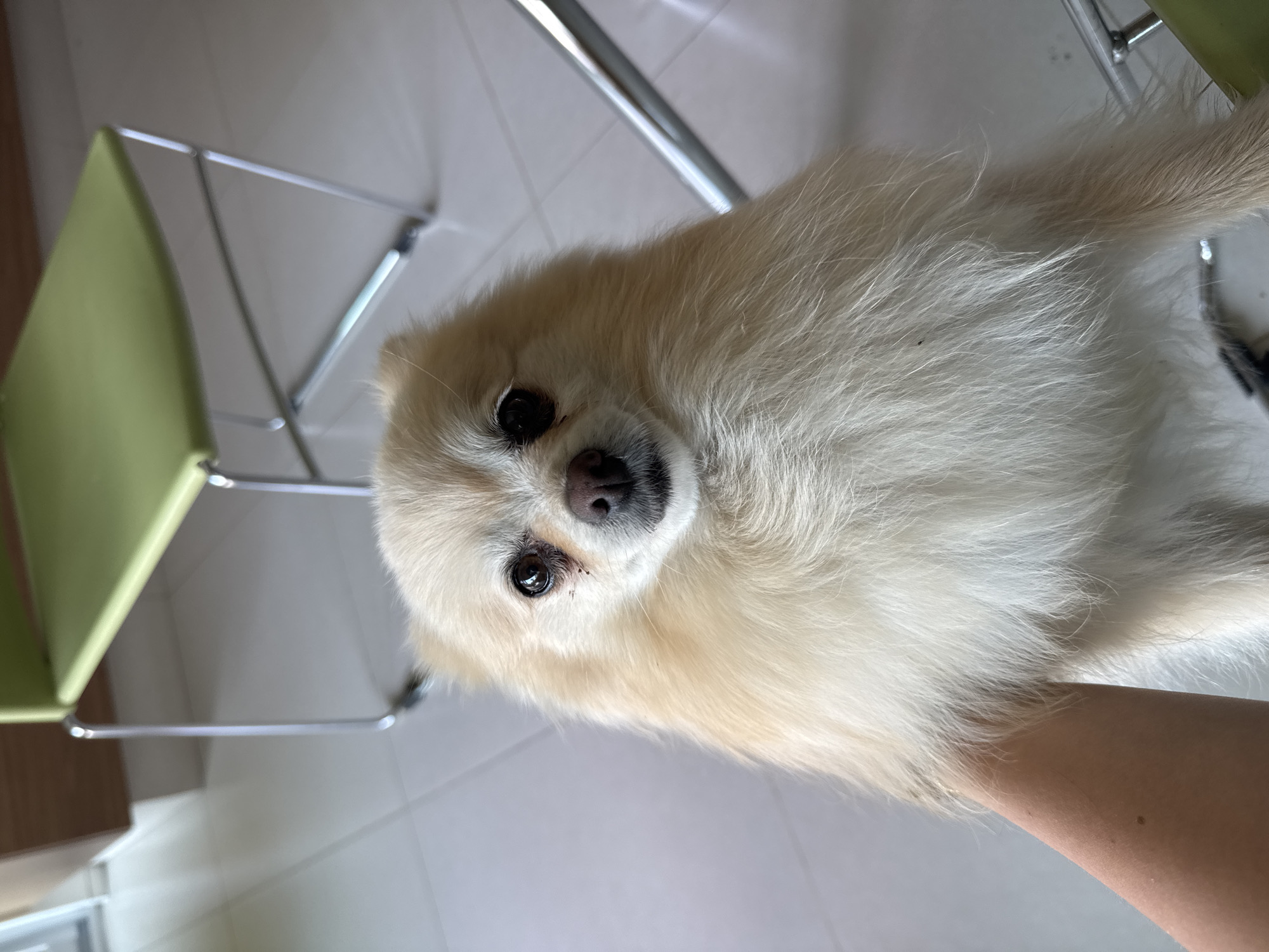 A close-up, slightly canted, eye-level shot depicts a fluffy, light-beige Pomeranian dog. The dog is primarily light beige in color. It has dark eyes and a black nose. The fur is dense and voluminous. The dog is in a light-filled indoor setting, as suggested by the tile flooring and a green chair. A person's arm is visible beneath the dog. The location is unspecified.