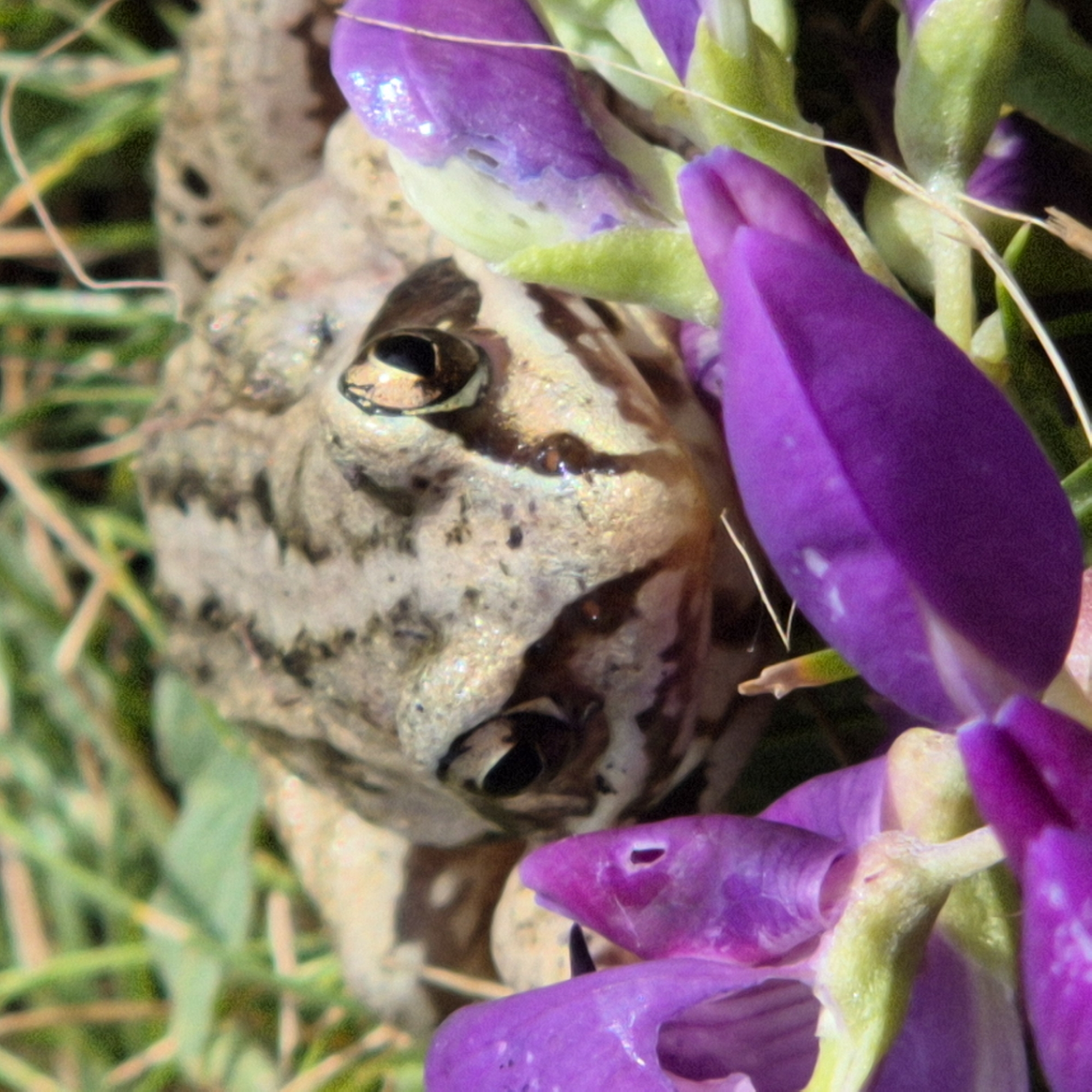 A close-up, low-angle shot shows a frog peeking out from behind vibrant purple lupine flowers. The frog has textured, light brown and gray skin with dark stripes across its body and face. Its large, dark eyes with golden rims are clearly visible, with one eye looking directly at the camera. The frog is partially obscured by the broad, smooth petals of the lupine flowers, which are a rich purple with some lighter green accents at their base. A few thin, dry strands of grass or straw are interspersed among the flowers and around the frog. The background is a blur of green foliage and brown earth, suggesting an outdoor, natural setting. The lighting is bright, highlighting the textures of the frog's skin and the sheen on the flower petals. No text is visible in the image. The setting appears to be a natural environment, possibly a garden or meadow, in Novo-Stroyka, Russia.