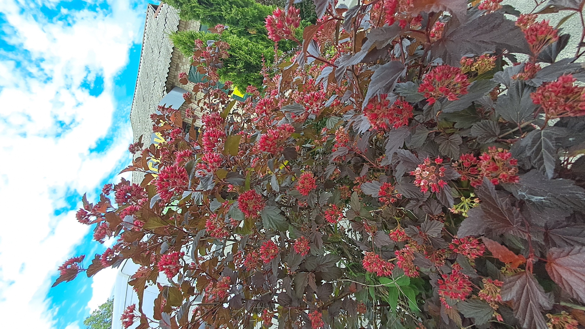 A large shrub with dark red leaves and clusters of small red flowers is in the foreground. The shrub is in front of a building with a gray, tiled roof and some greenery. The sky above is blue with white clouds. There are no people or animals visible in the image. The scene appears to be outdoors in a city setting, likely Vinnytsia, Ukraine, given the building's architecture and the type of vegetation.