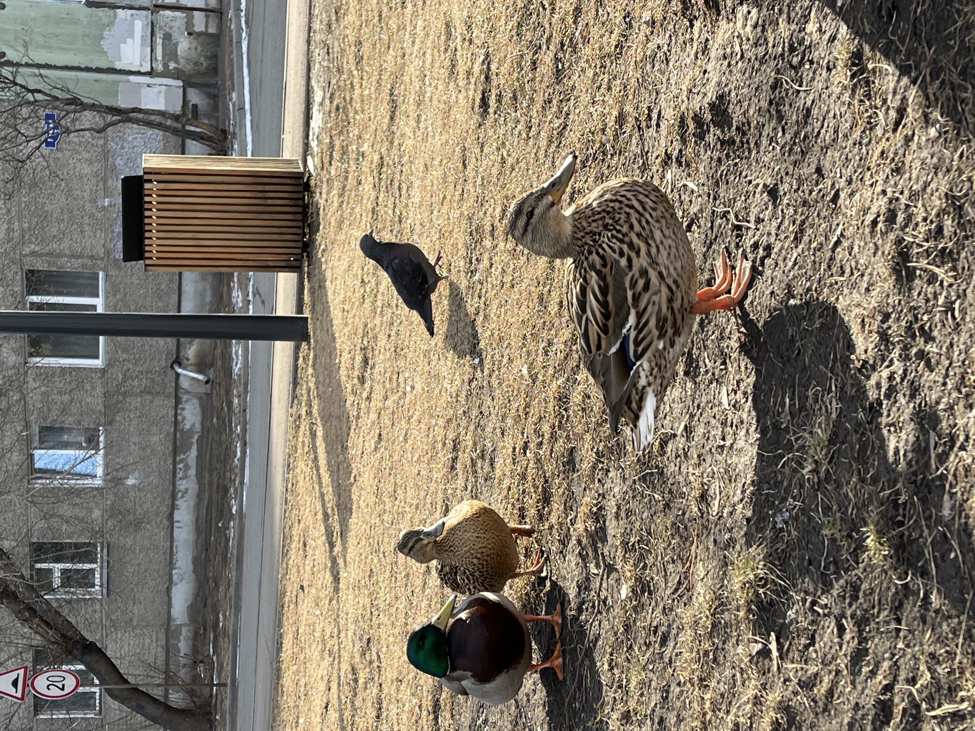 The scene shows a city park in Krasnoyarsk, Russia, on a sunny day. There are three ducks (two Mallards and one other duck) and a pigeon on a patch of grassy and bare earth. A wooden trash bin stands nearby. In the background, a gray apartment building is visible, along with a street and a speed limit sign. The ducks are standing and appear to be feeding or resting. The pigeon is nearby, possibly interacting with the ducks.
