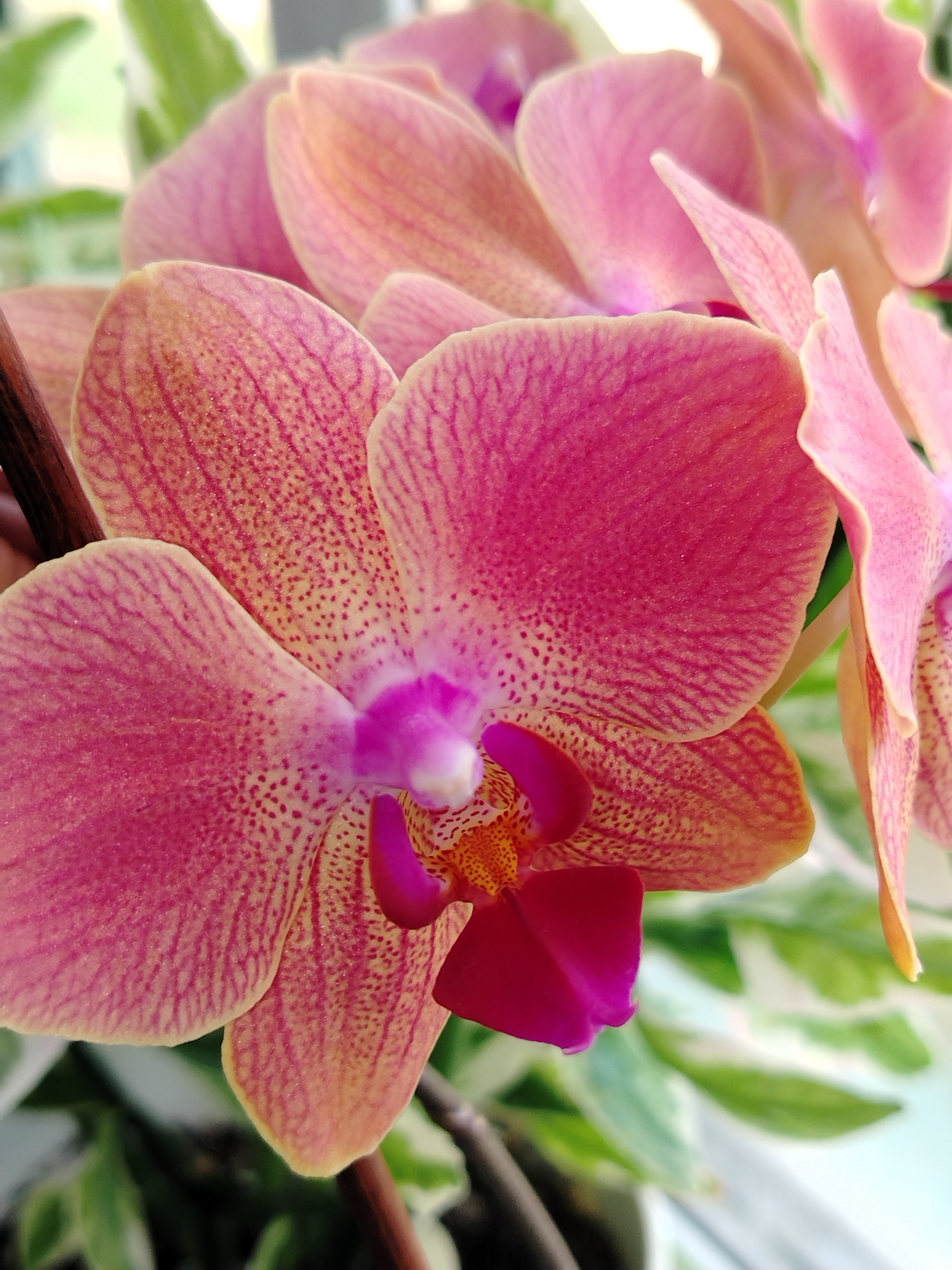 A close-up image showcases a cluster of pink orchids. The orchid petals are a vibrant pink hue, with intricate patterns of darker pink stripes and lighter pink speckles. The central part of the flowers is a deeper pink, with a hint of orange and yellow near the stamen. The flowers are arranged on a brown stem, and in the background, there are green and white leaves, possibly from another plant. The setting appears to be indoors, with natural light illuminating the scene. The image does not depict or imply any location in Гожан, Russia.
