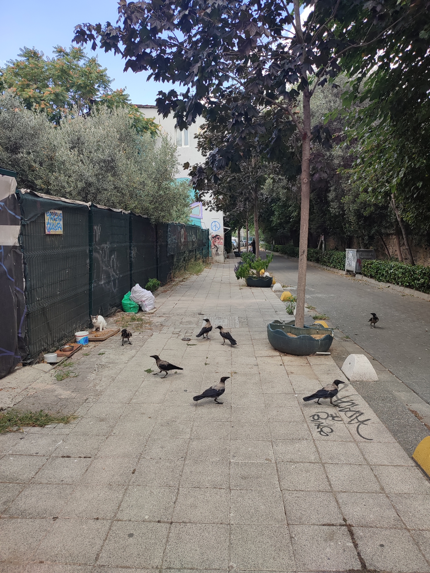 In Kadıköy, Turkey, on a sidewalk paved with light-colored square tiles, several crows are present. A white and gray cat is situated near a black metal fence, with food and water bowls in front of it. Behind the fence, there are two trash bags, one green and one white. The sidewalk is lined with trees and planters. Graffiti is visible on the fence and on some of the sidewalk tiles. A street runs alongside the sidewalk, with a few cars parked in the distance. The sky is visible at the top of the image, with some trees and a building in the background.